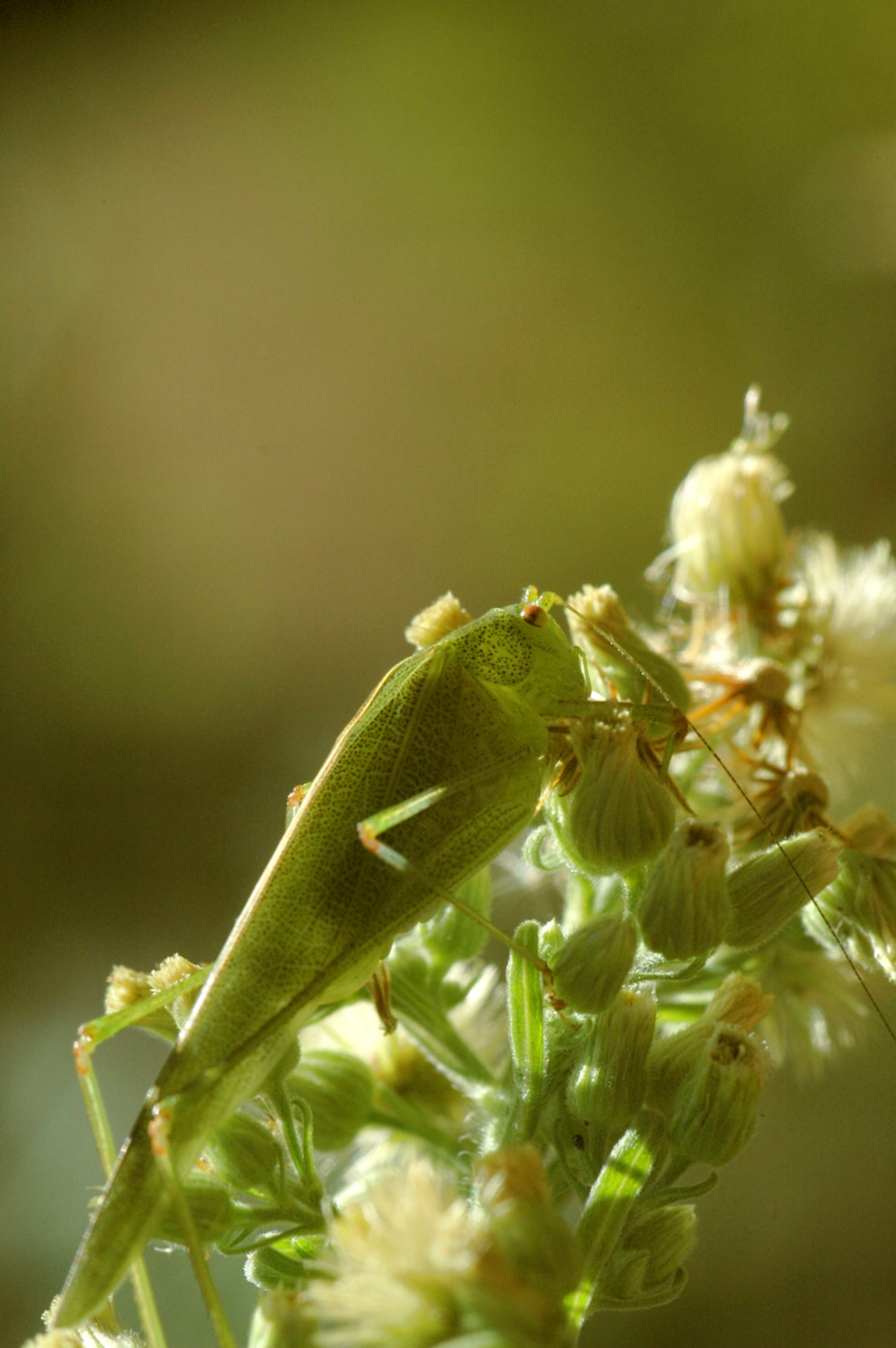 Nikon D70s + Sigma Macro 90mm F2.8 sample photo. A photography