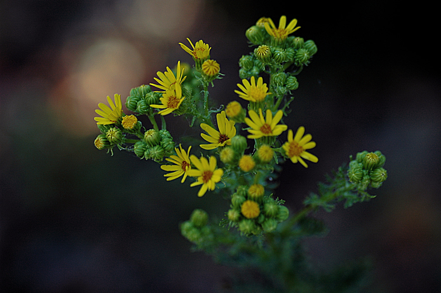 Nikon D70s + Sigma Macro 90mm F2.8 sample photo. A photography