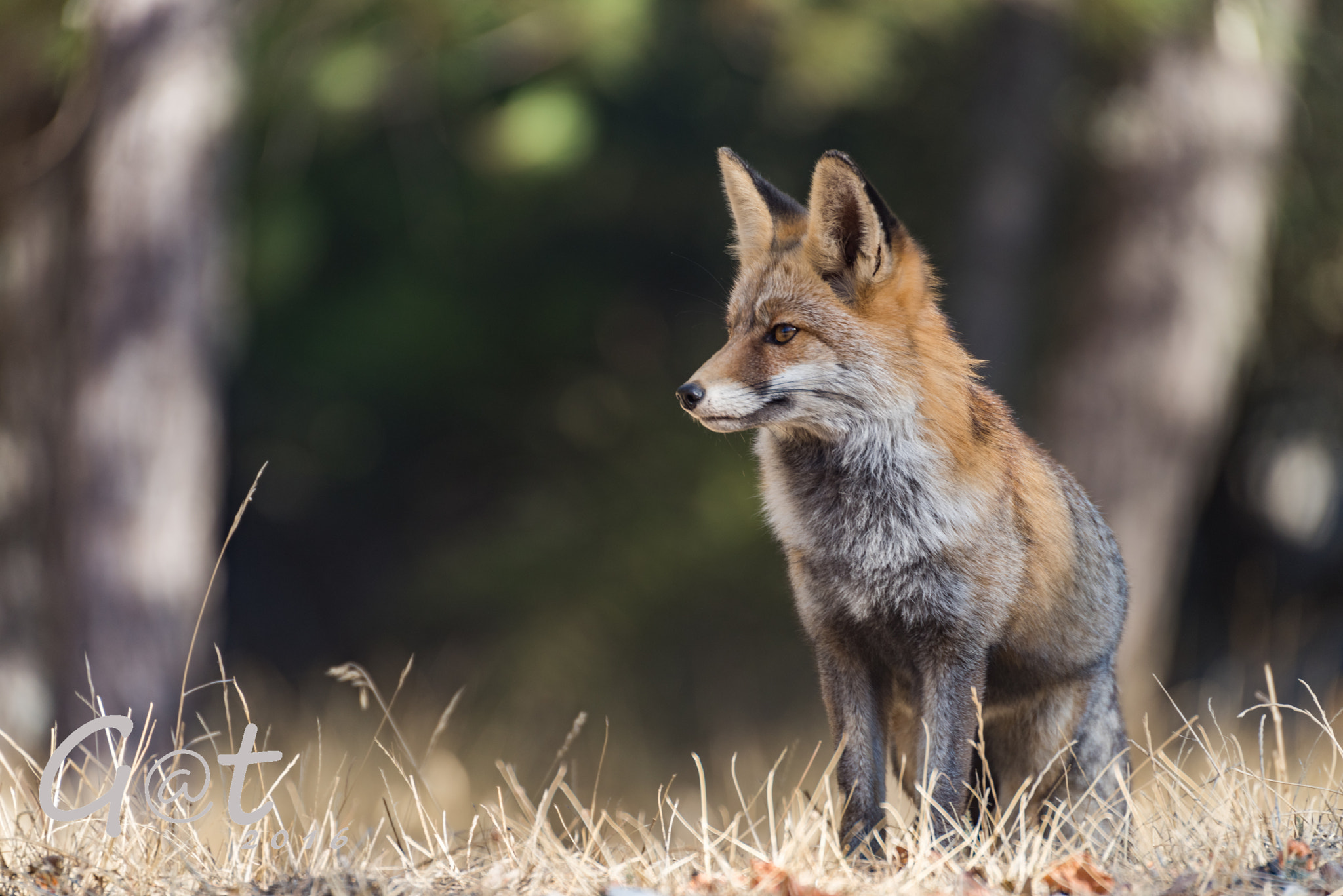 Sigma 50-500mm F4.5-6.3 DG OS HSM sample photo. Vulpes vulpes photography