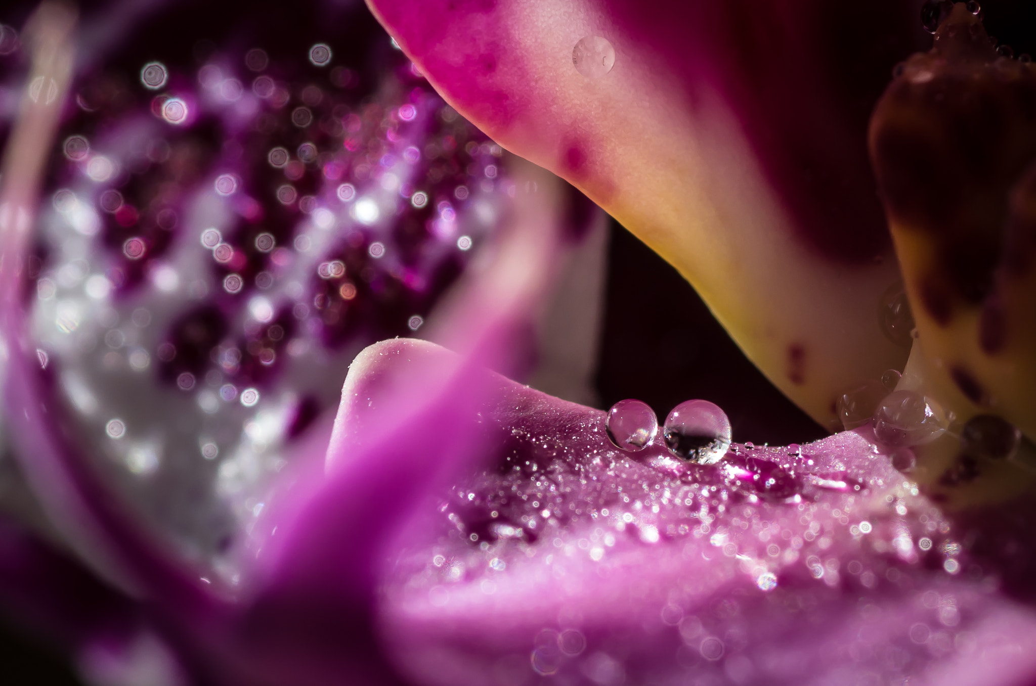 Pentax K-5 + Tamron SP AF 90mm F2.8 Di Macro sample photo. In the mouth of the dragon photography