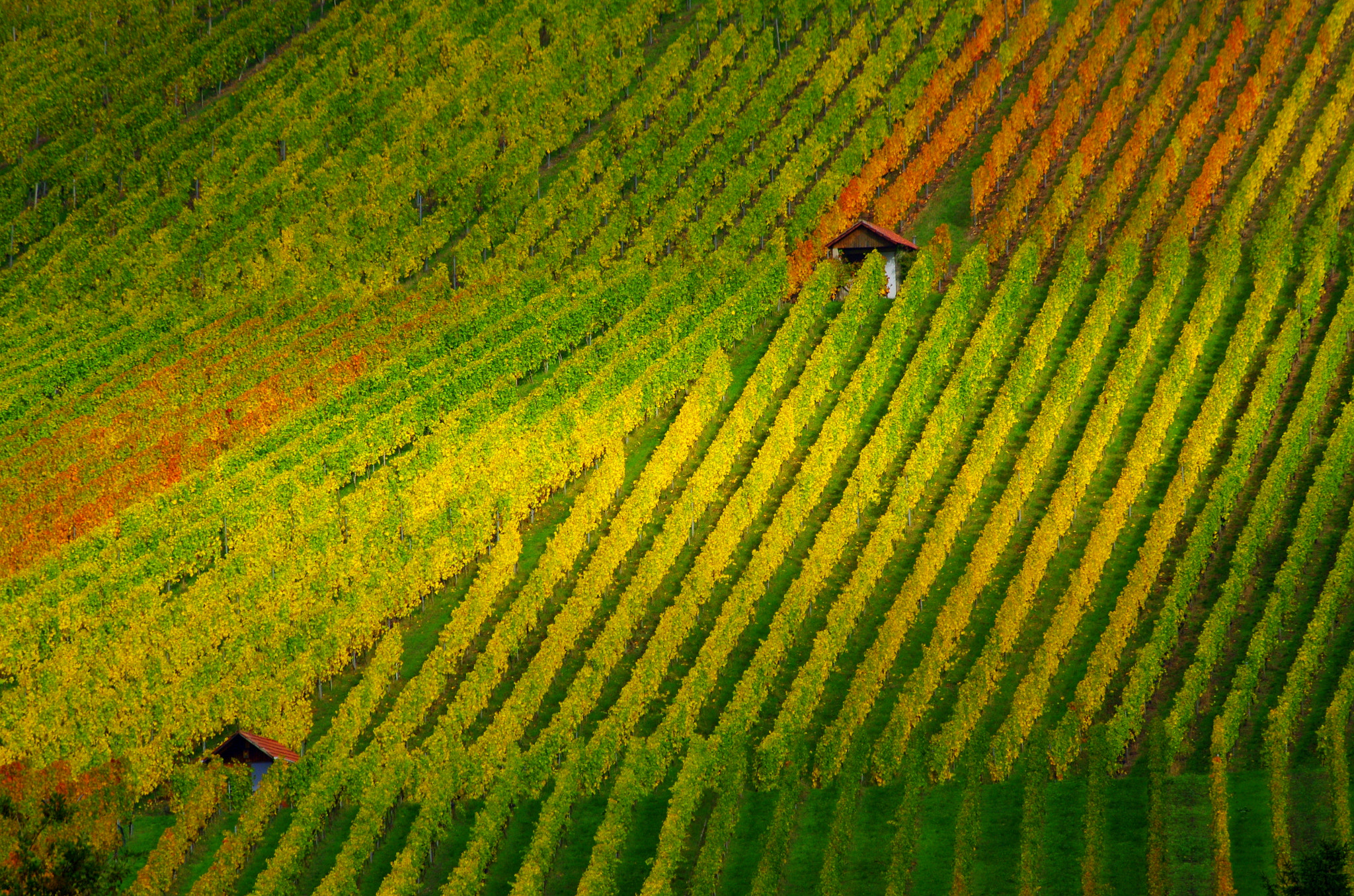 Pentax K-5 sample photo. It´s autumn in the vineyard photography