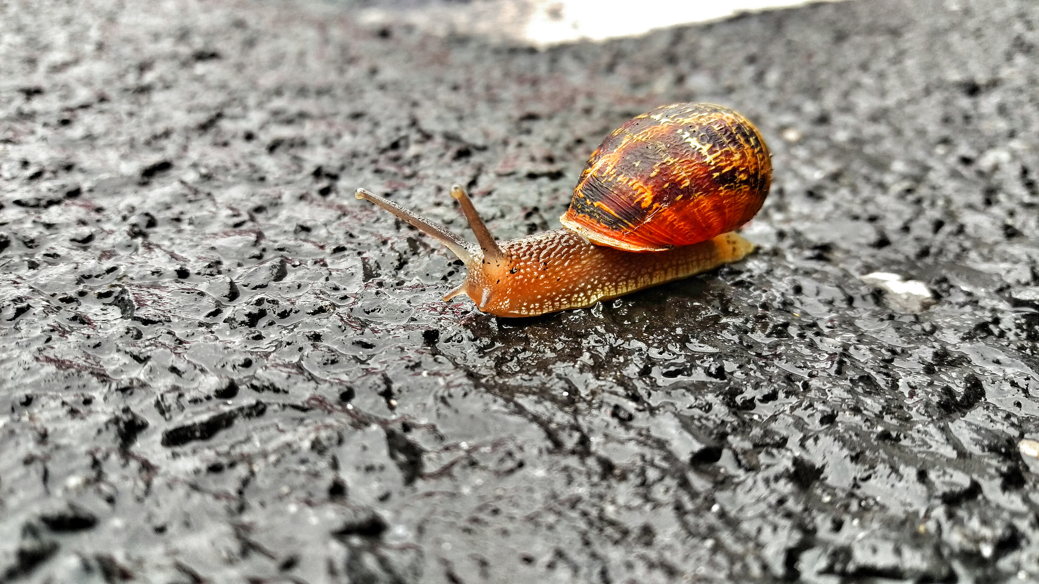 HTC M9 sample photo. I won't give up! photography