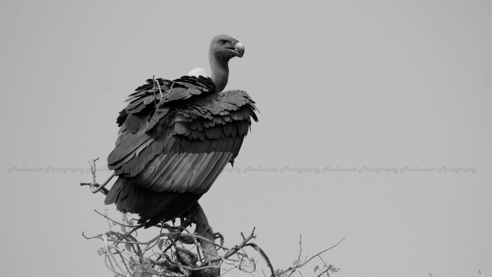 Sigma 150-500mm F5-6.3 DG OS HSM sample photo