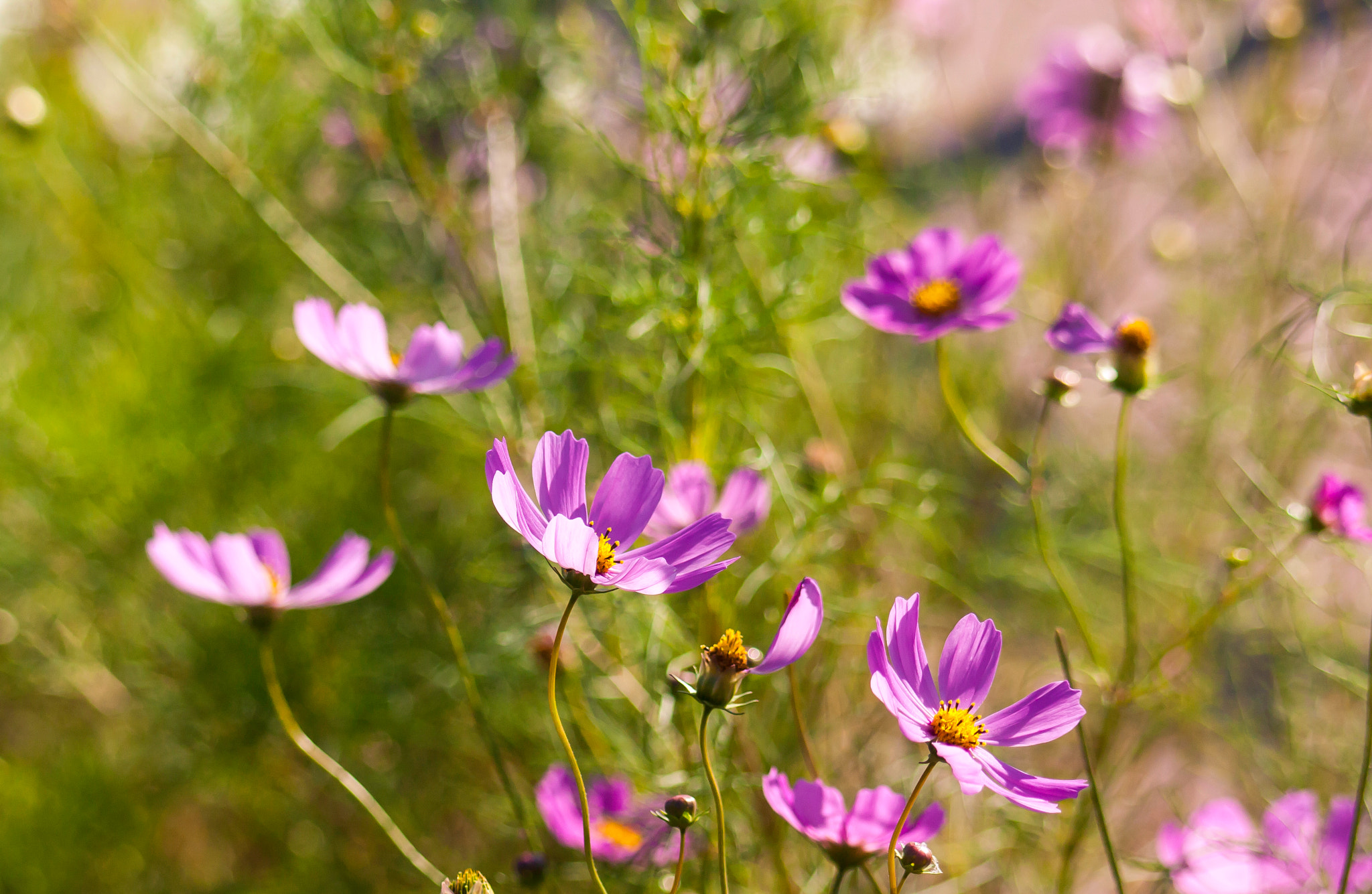 Canon EF 100-300mm F4.5-5.6 USM sample photo. Cosmos photography