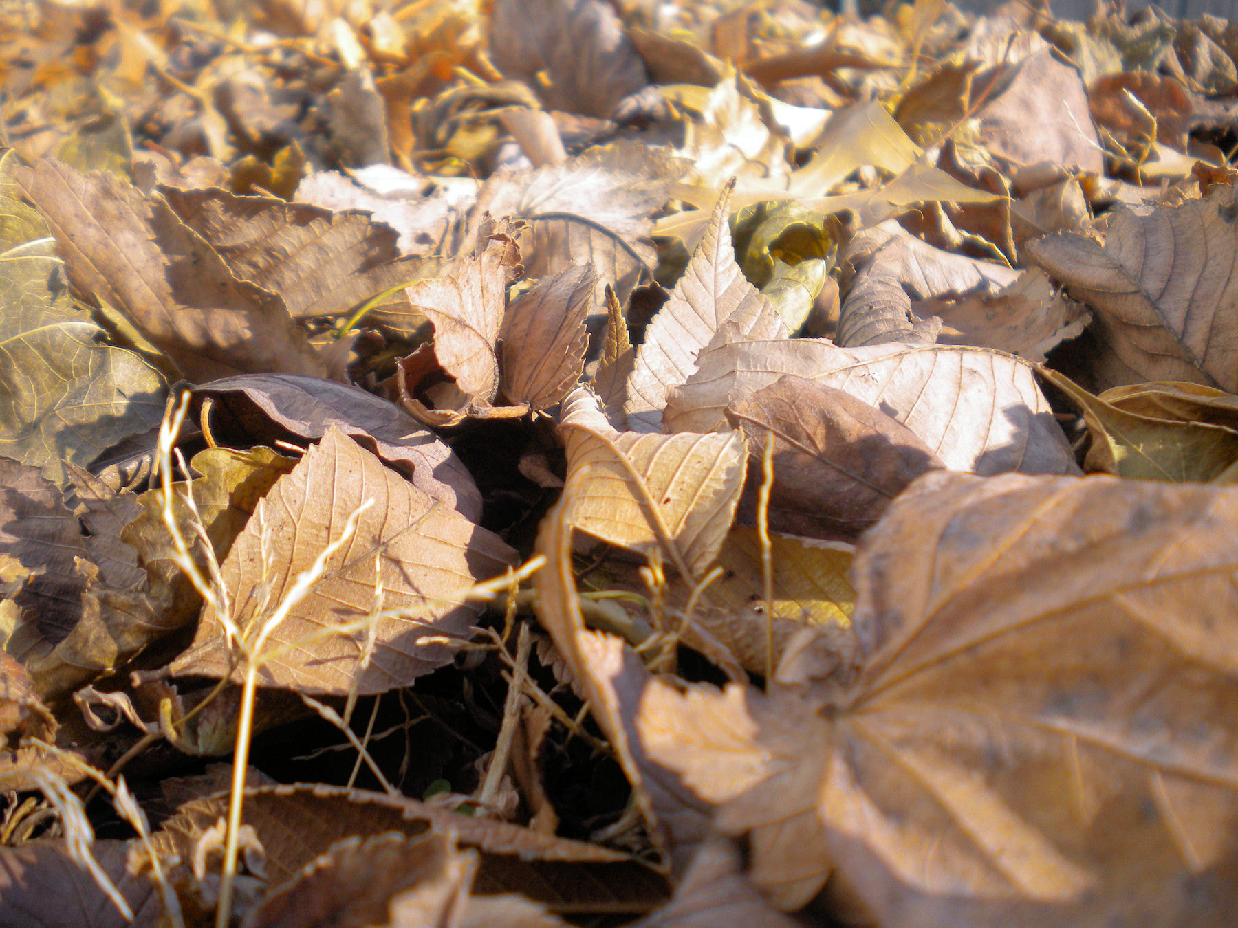 Nikon Coolpix S230 sample photo. Copy photography