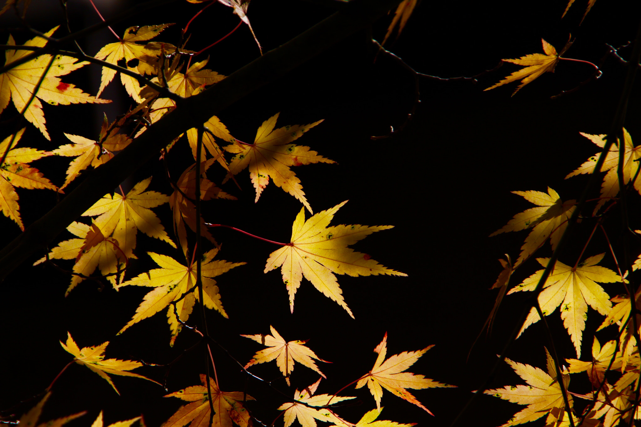Canon EOS 50D sample photo. Late autumn photography