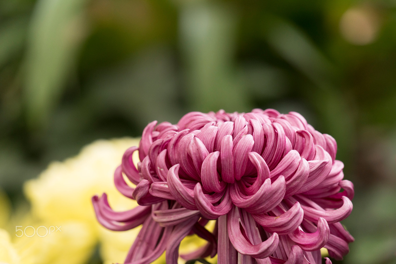 Sony 70-300mm F4.5-5.6 G SSM sample photo. Chrysanthemum #4 photography