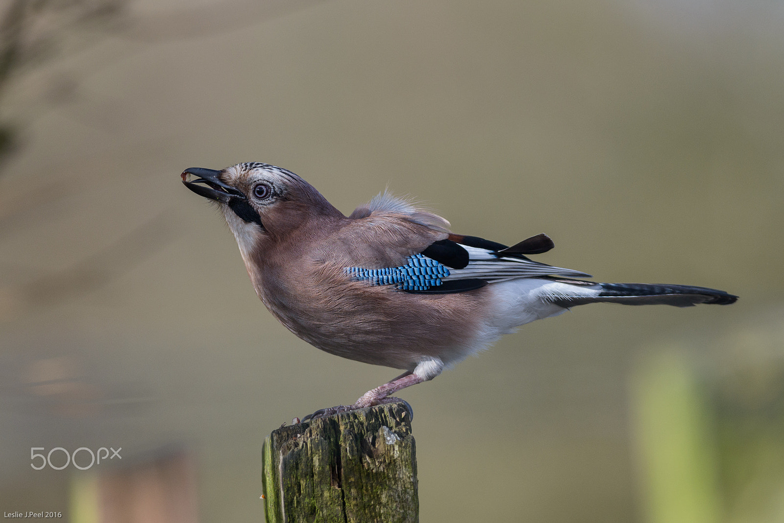 AF-S Nikkor 300mm f/2.8D IF-ED II sample photo. Jay on a fence post in daisy nook country park photography