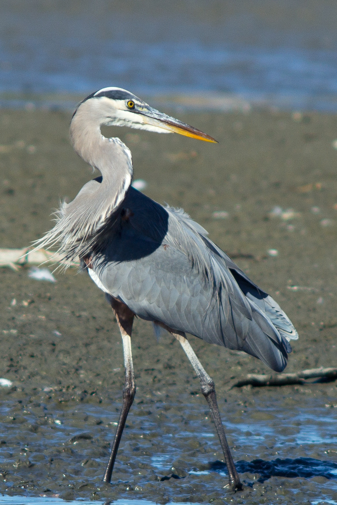 Canon EF 200mm F2.8L II USM sample photo. Grey heron photography