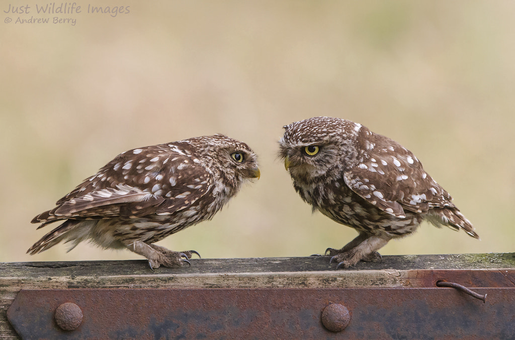 Canon EOS 7D + Canon EF 300mm F2.8L IS USM sample photo. Little owls photography