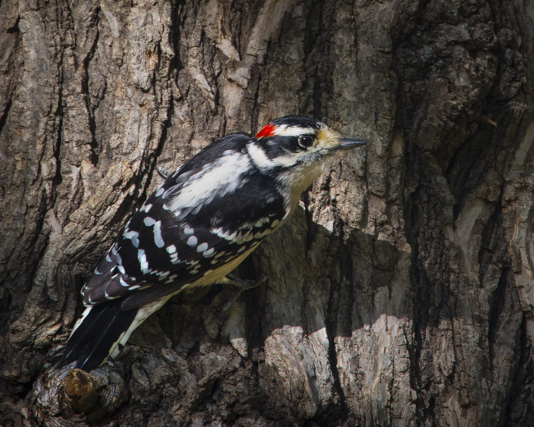 Nikon Nikkor AF-S 300mm F4E PF ED VR sample photo. Male downy woodpecker photography