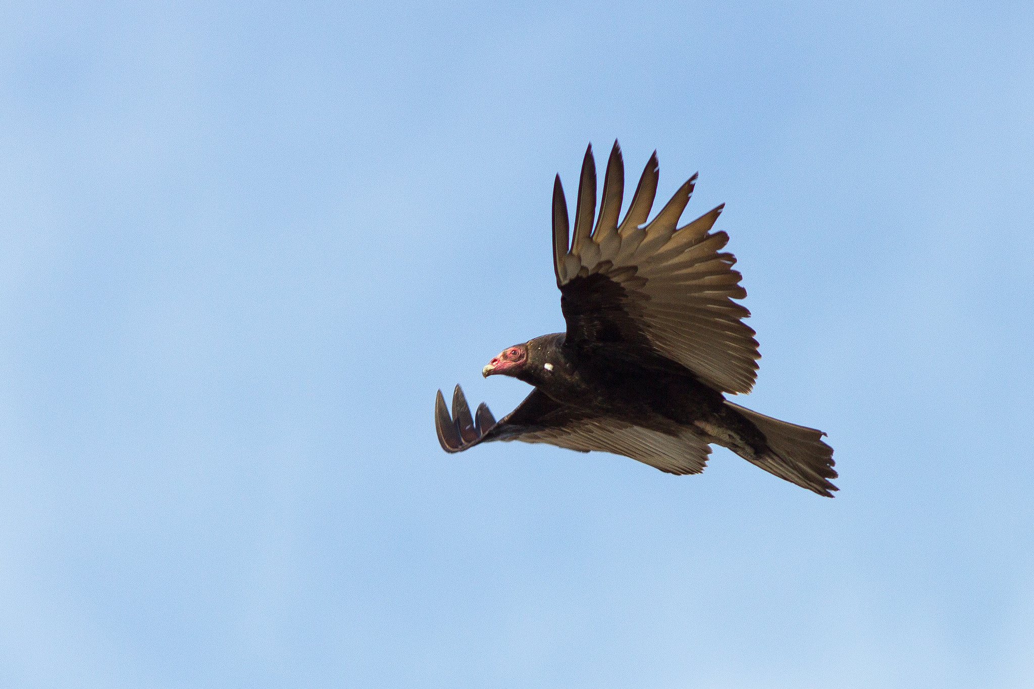 Canon EF 200mm F2.8L II USM sample photo. Turkey vulture photography
