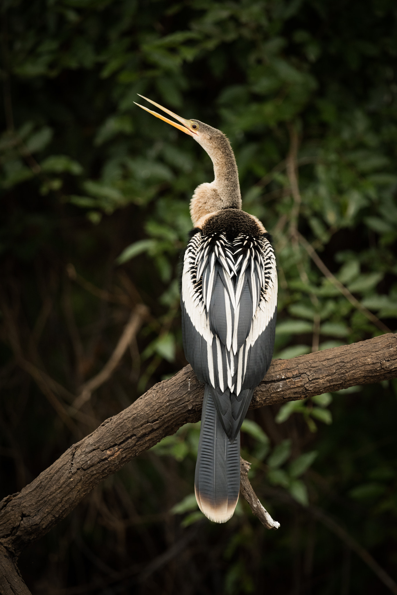 Nikon AF-S Nikkor 800mm F5.6E FL ED VR sample photo. Anhinga on dead branch with open beak photography