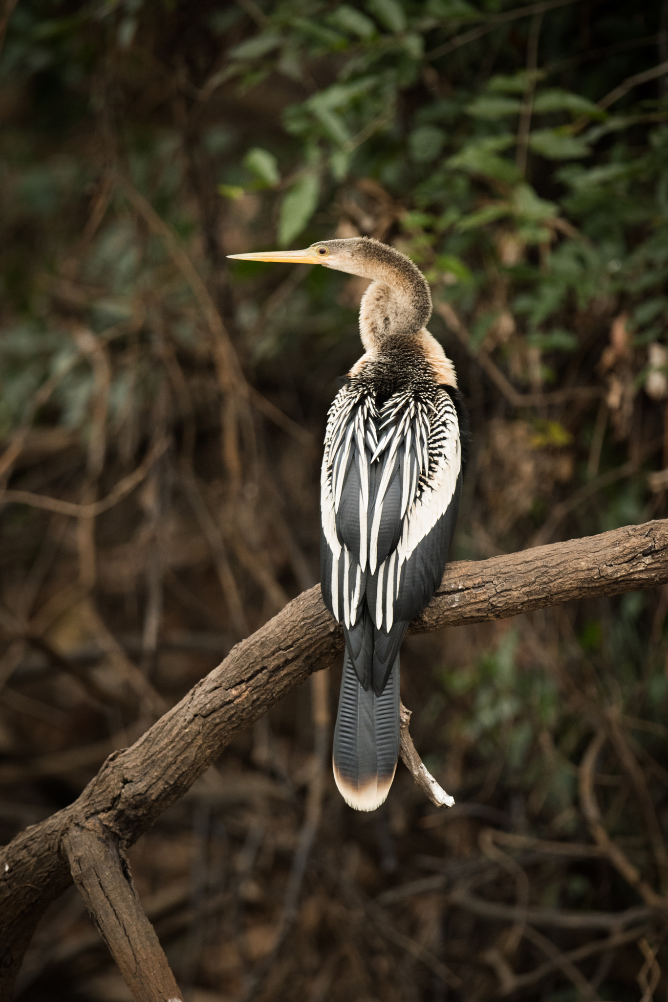 Nikon AF-S Nikkor 800mm F5.6E FL ED VR sample photo. Anhinga perched on dead branch facing left photography