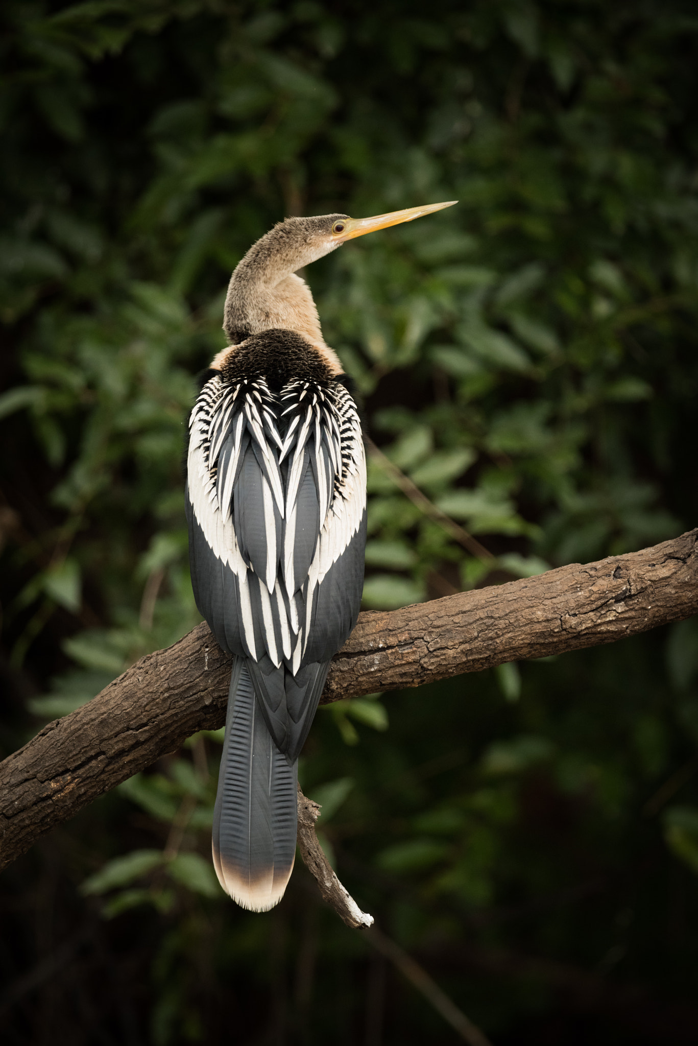 Nikon AF-S Nikkor 800mm F5.6E FL ED VR sample photo. Anhinga perched on dead branch facing right photography
