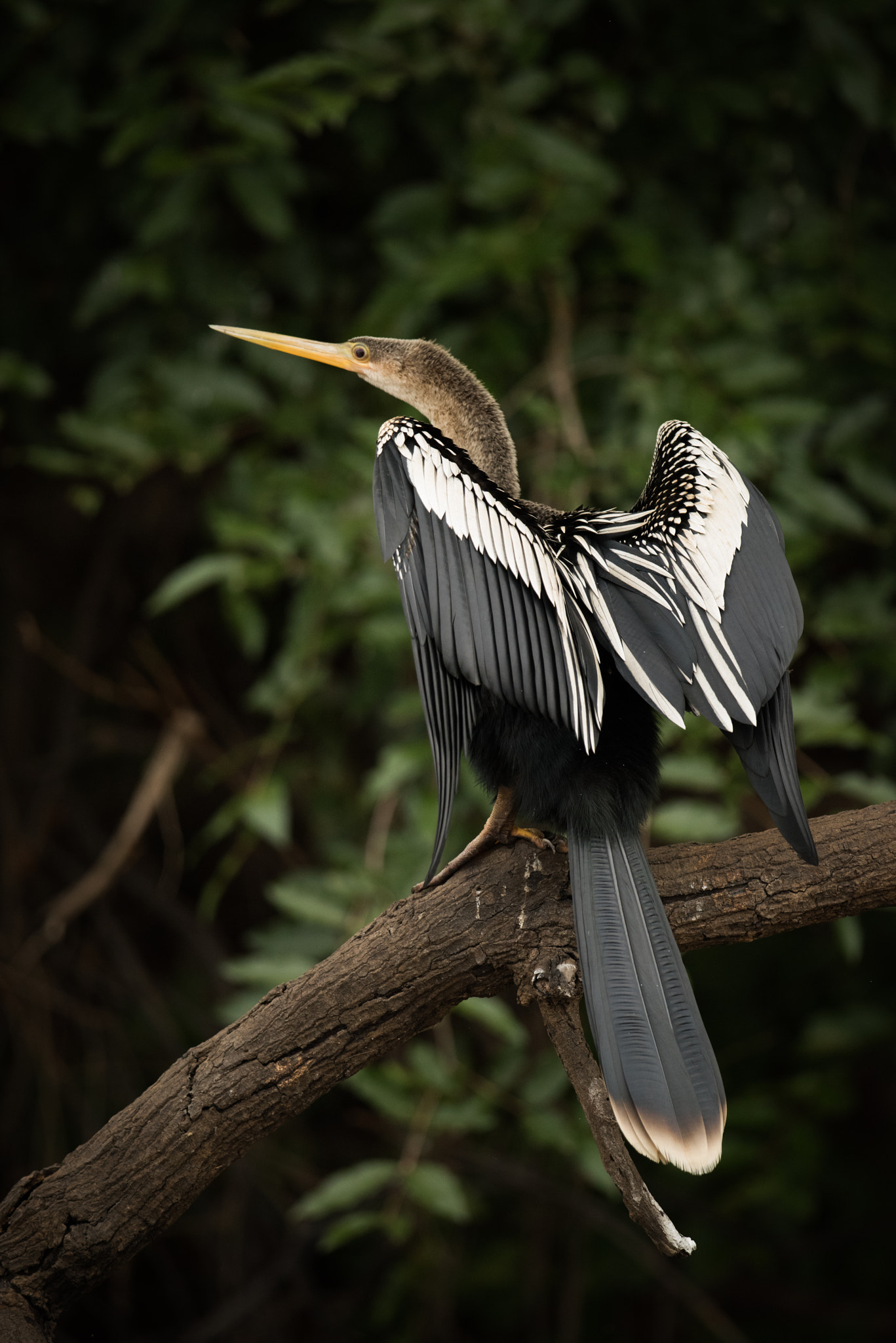 Nikon AF-S Nikkor 800mm F5.6E FL ED VR sample photo. Anhinga perched on dead branch stretching wings photography