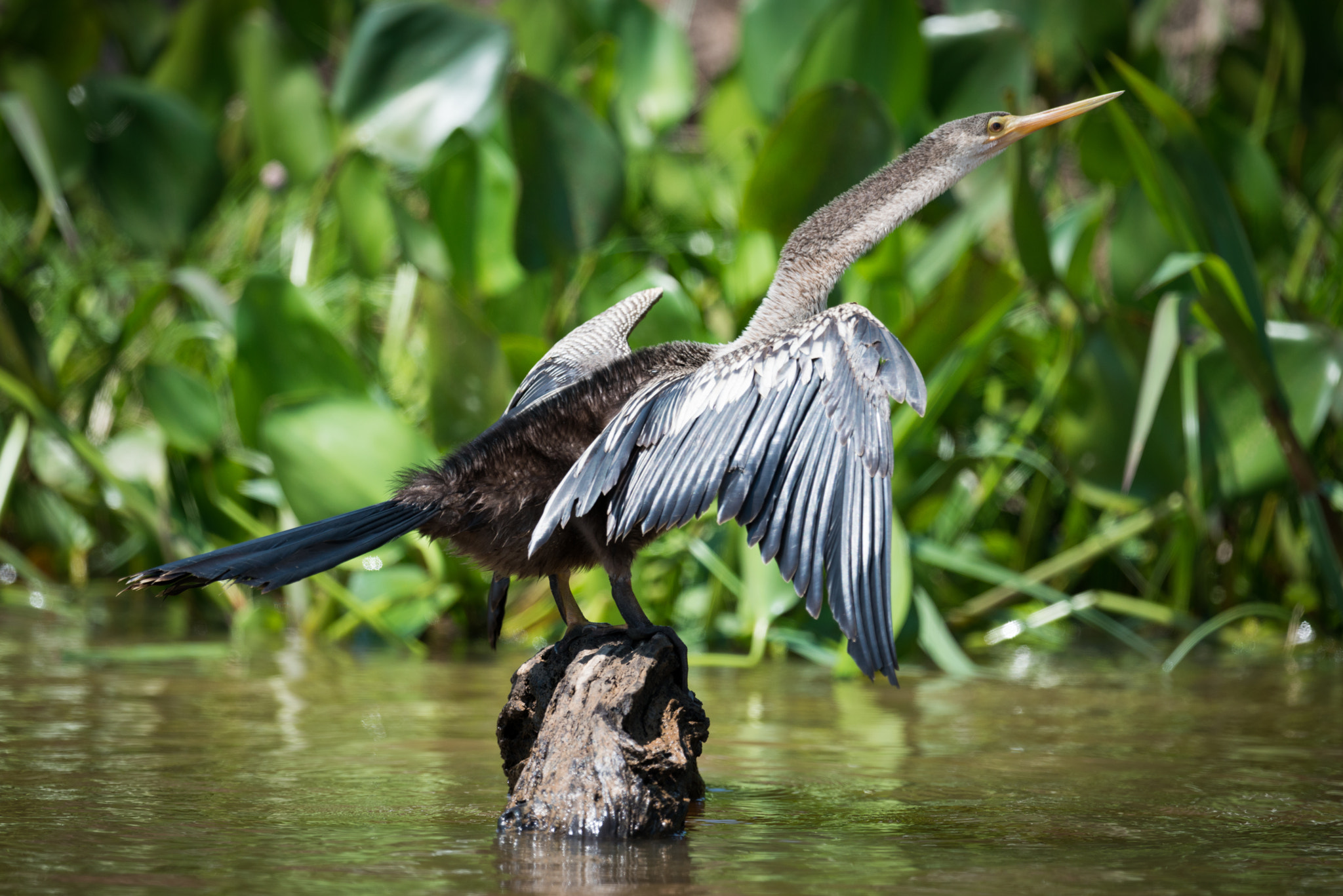 Nikon AF-S Nikkor 800mm F5.6E FL ED VR sample photo. Anhinga spreading wings on rock by reeds photography