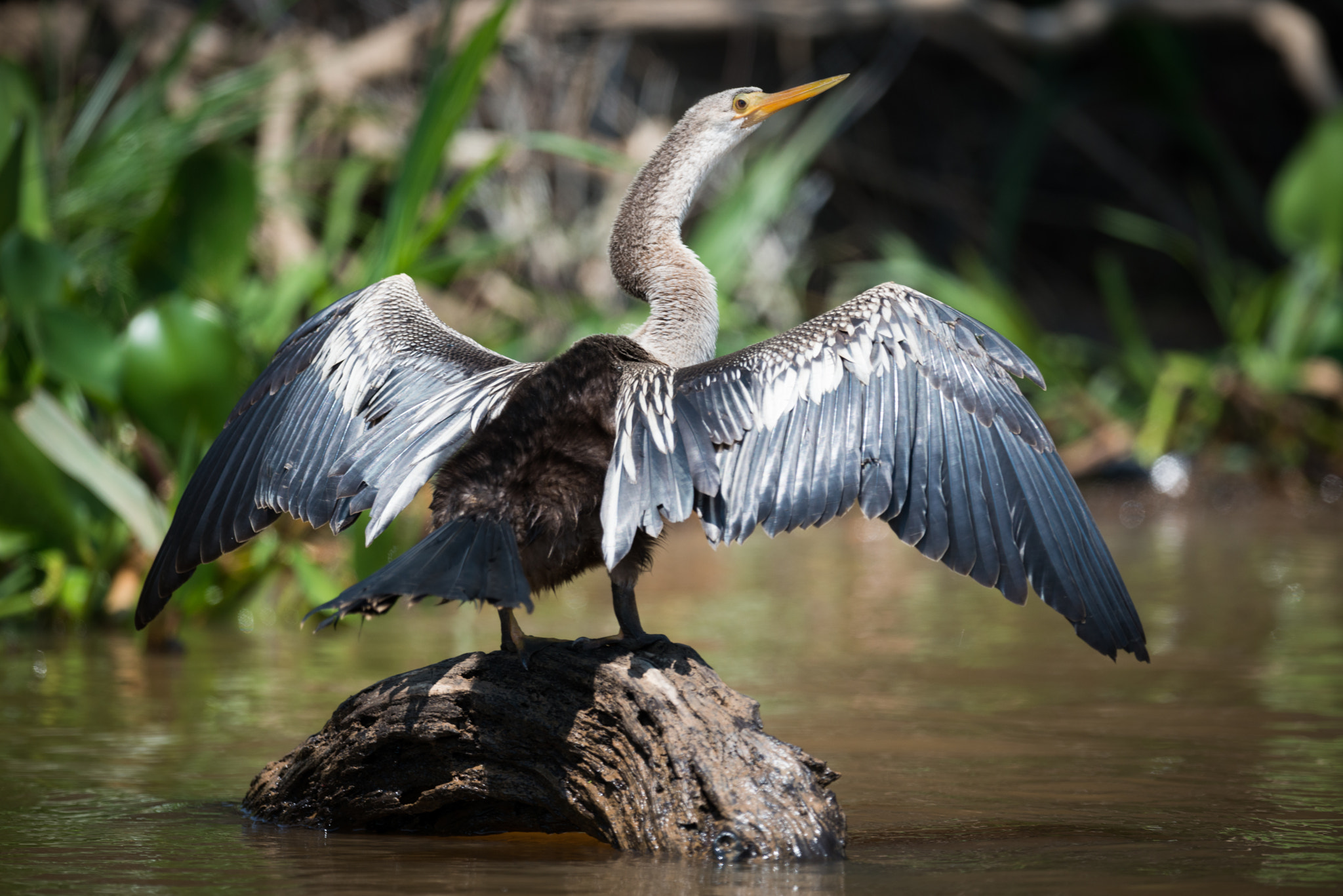 Nikon AF-S Nikkor 800mm F5.6E FL ED VR sample photo. Anhinga spreading wings on rock in river photography