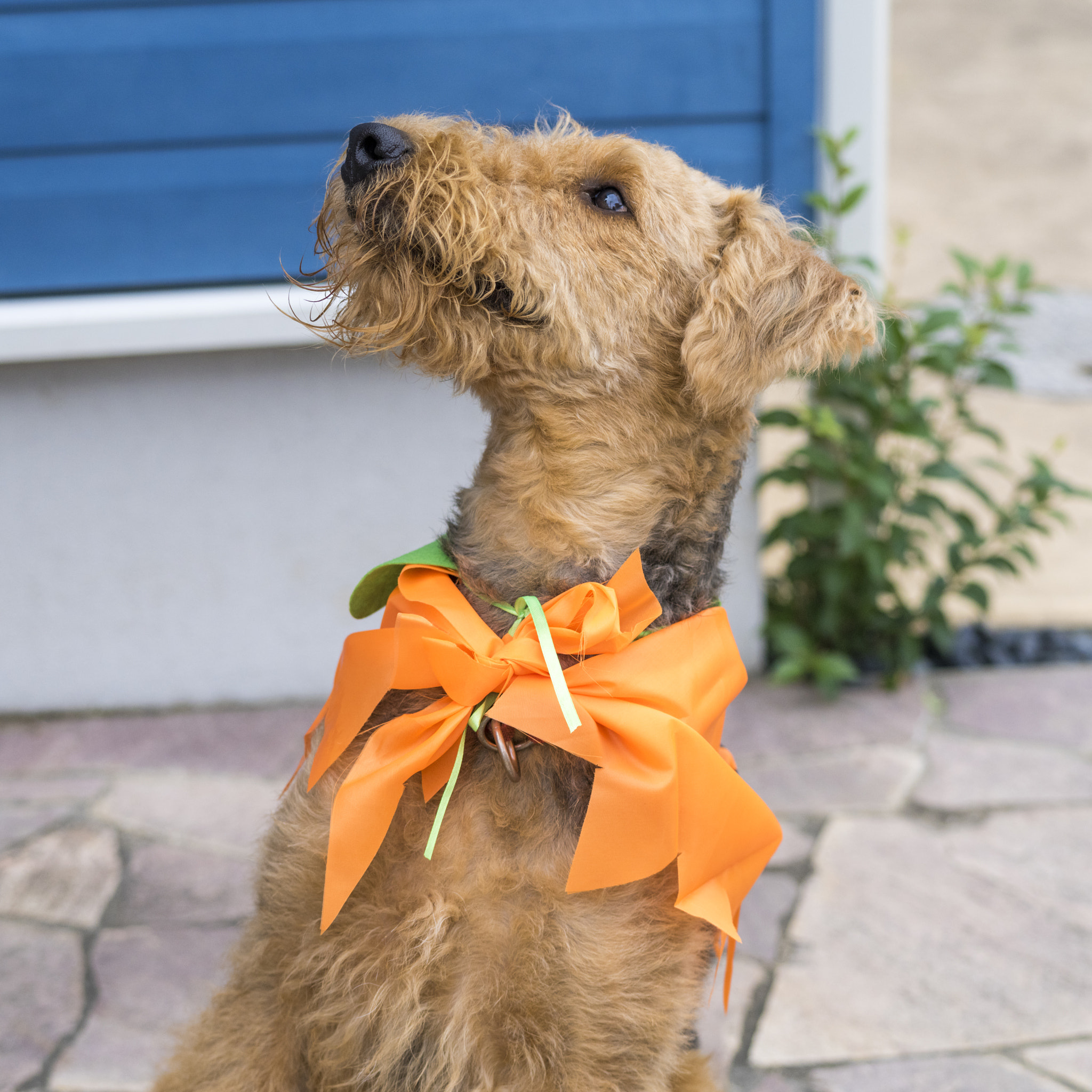 Pentax 645Z + smc PENTAX-FA 645 80-160mm F4.5 sample photo. Happy halloween photography