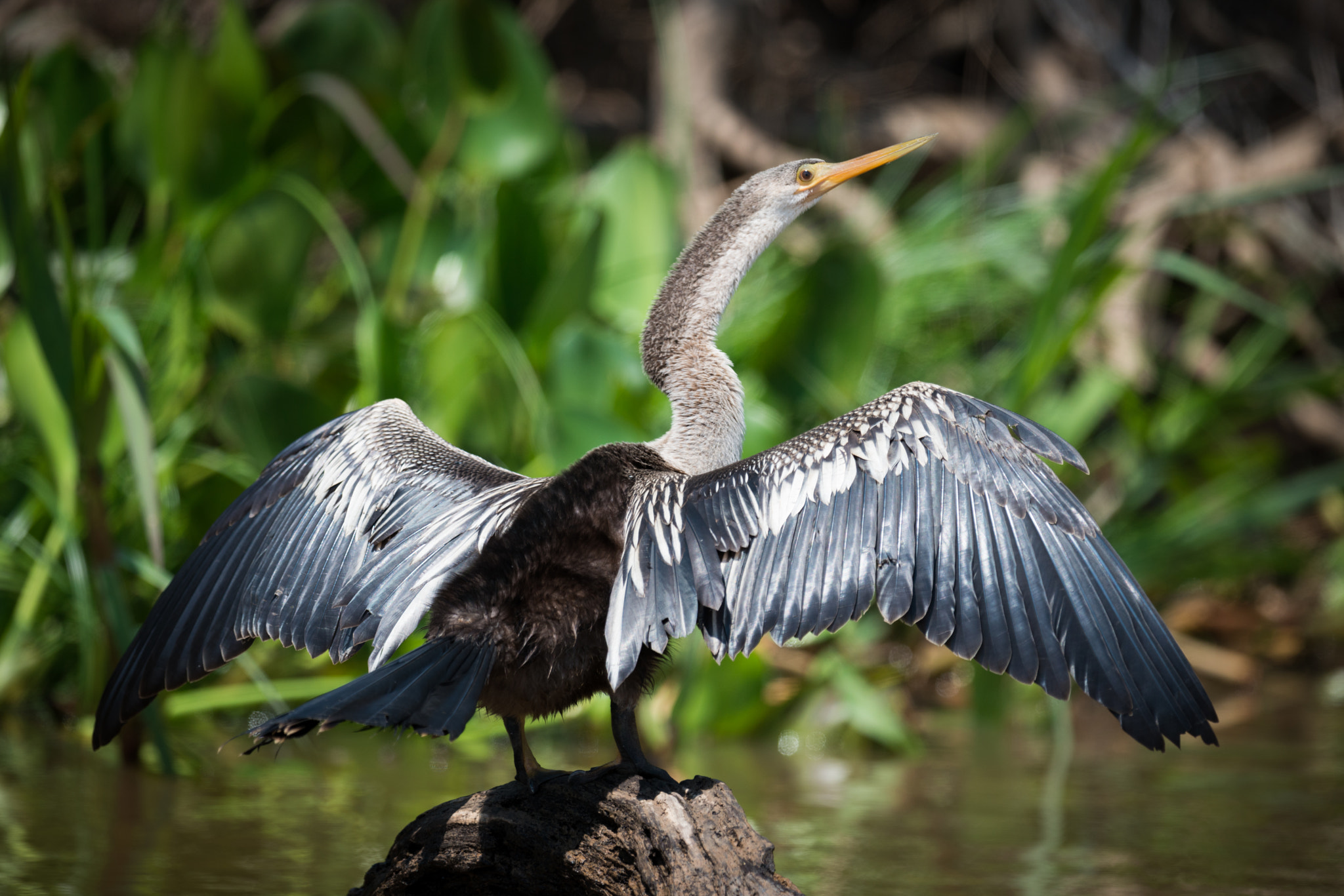 Nikon AF-S Nikkor 800mm F5.6E FL ED VR sample photo. Anhinga spreading wings on rock in water photography