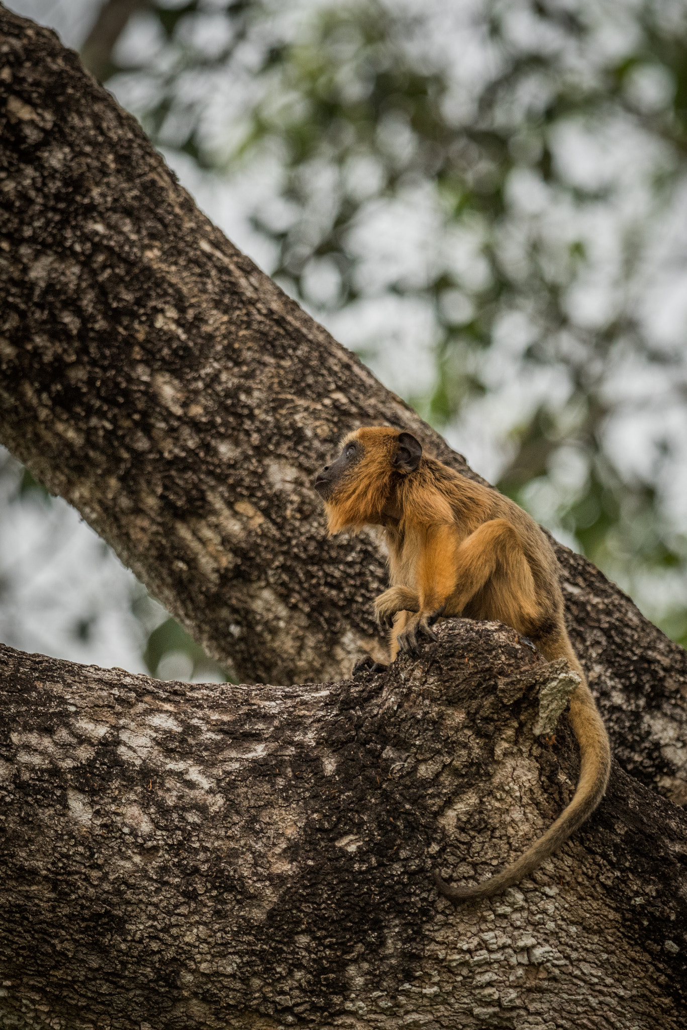 Nikon AF-S Nikkor 800mm F5.6E FL ED VR sample photo. Baby black howler monkey looking up tree photography