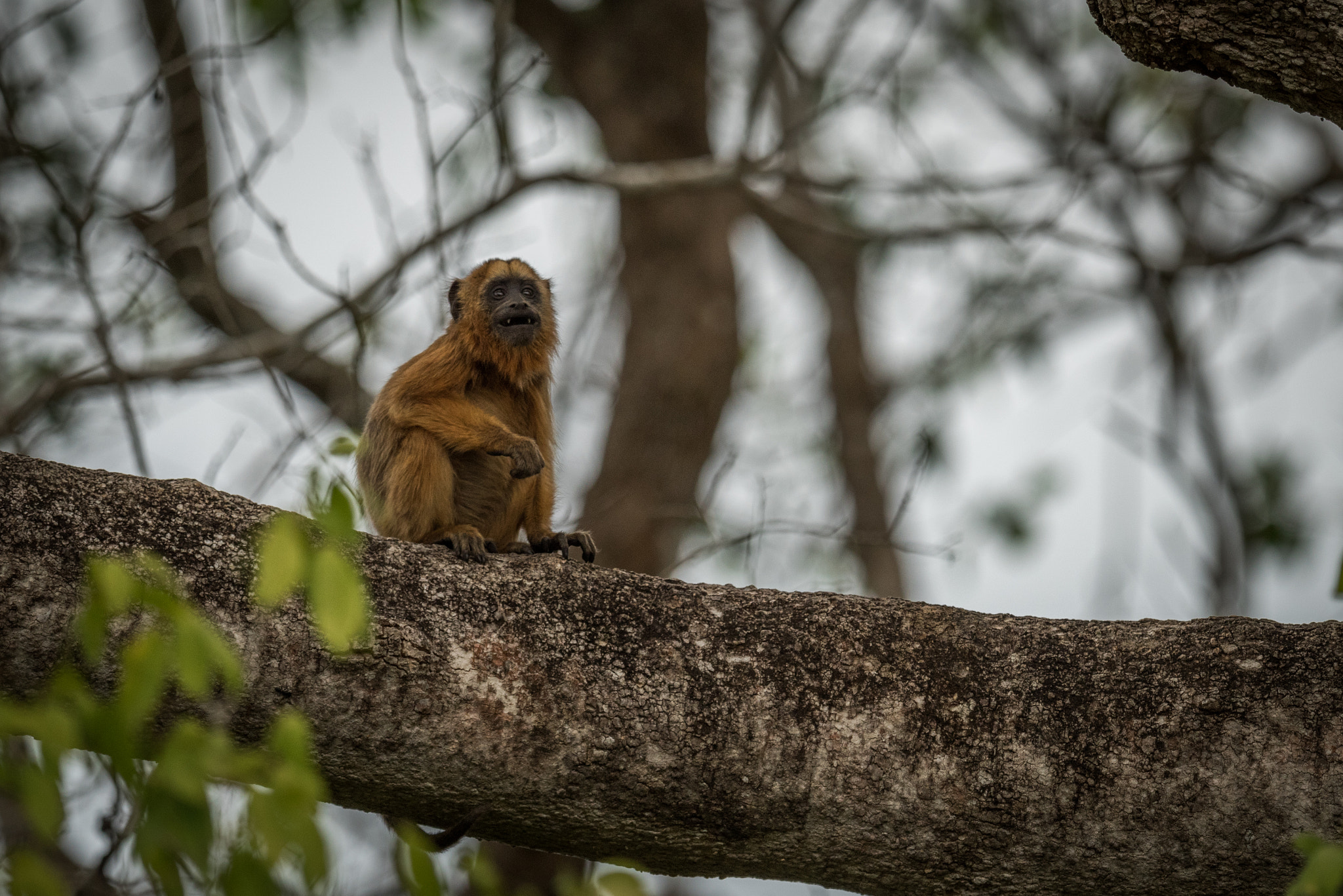 Nikon AF-S Nikkor 800mm F5.6E FL ED VR sample photo. Baby black howler monkey sitting in tree photography