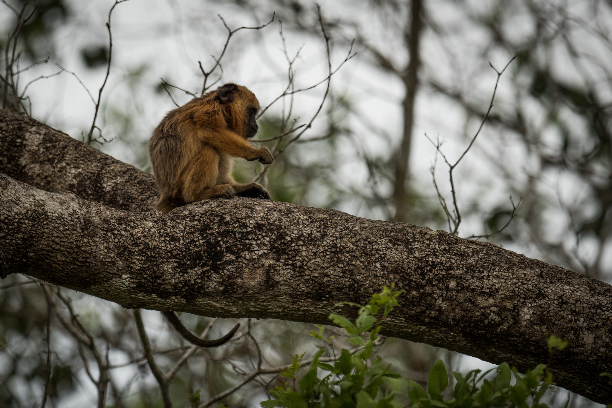 Nikon AF-S Nikkor 800mm F5.6E FL ED VR sample photo. Baby black howler monkey sitting on branch photography