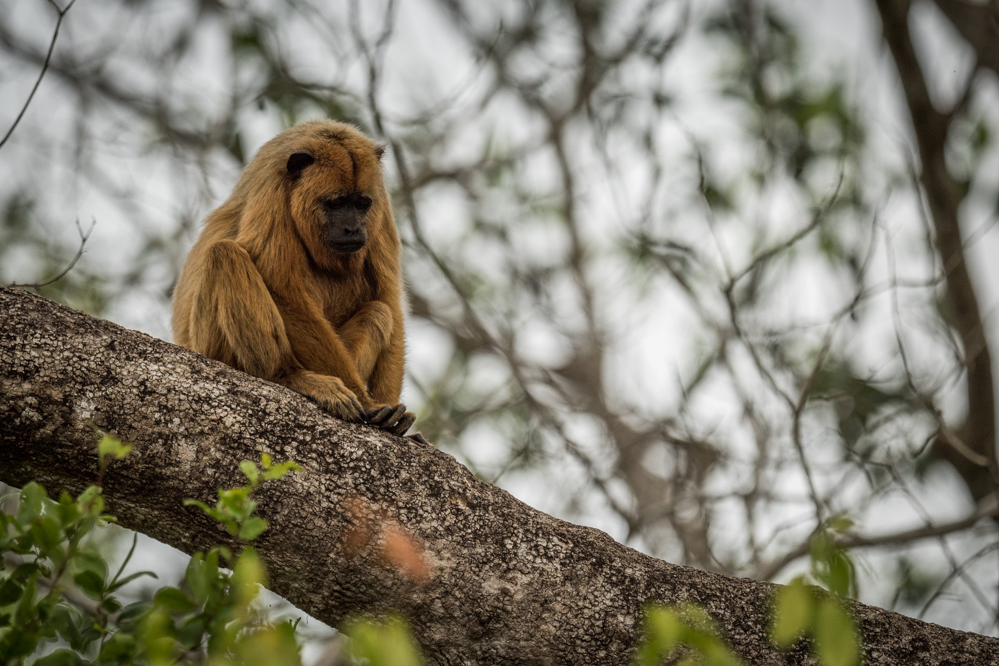 Nikon AF-S Nikkor 800mm F5.6E FL ED VR sample photo. Black howler monkey looking down on branch photography