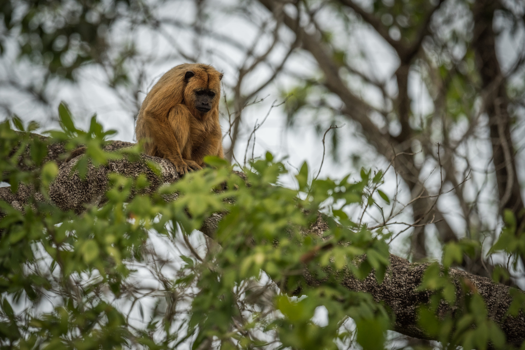 Nikon AF-S Nikkor 800mm F5.6E FL ED VR sample photo. Black howler monkey sitting on tree branch photography