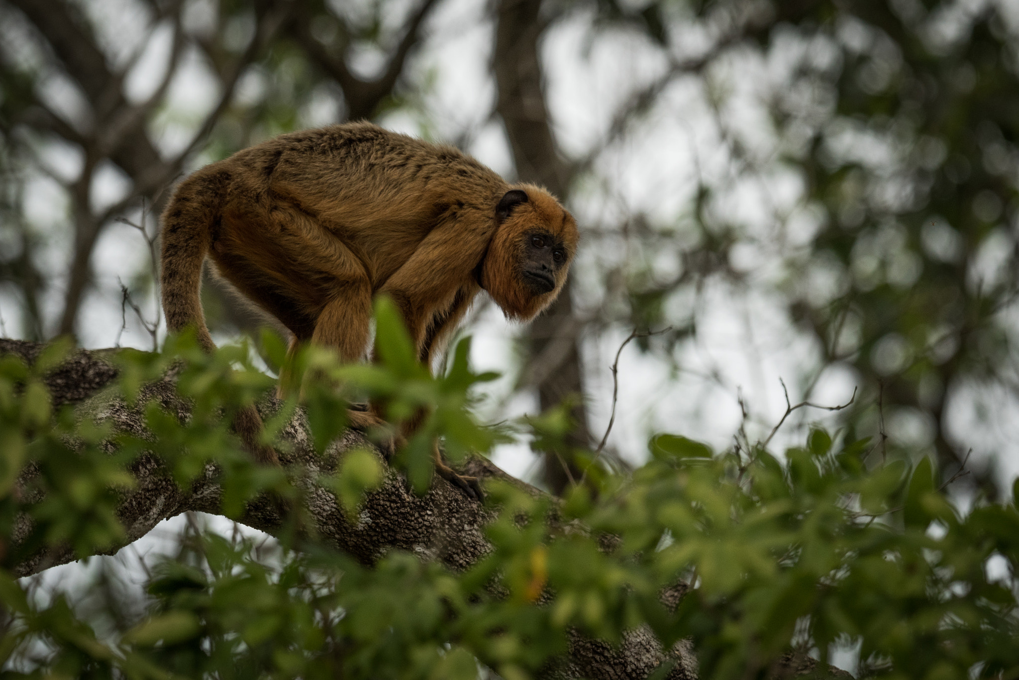Nikon AF-S Nikkor 800mm F5.6E FL ED VR sample photo. Black howler monkey standing on tree branch photography