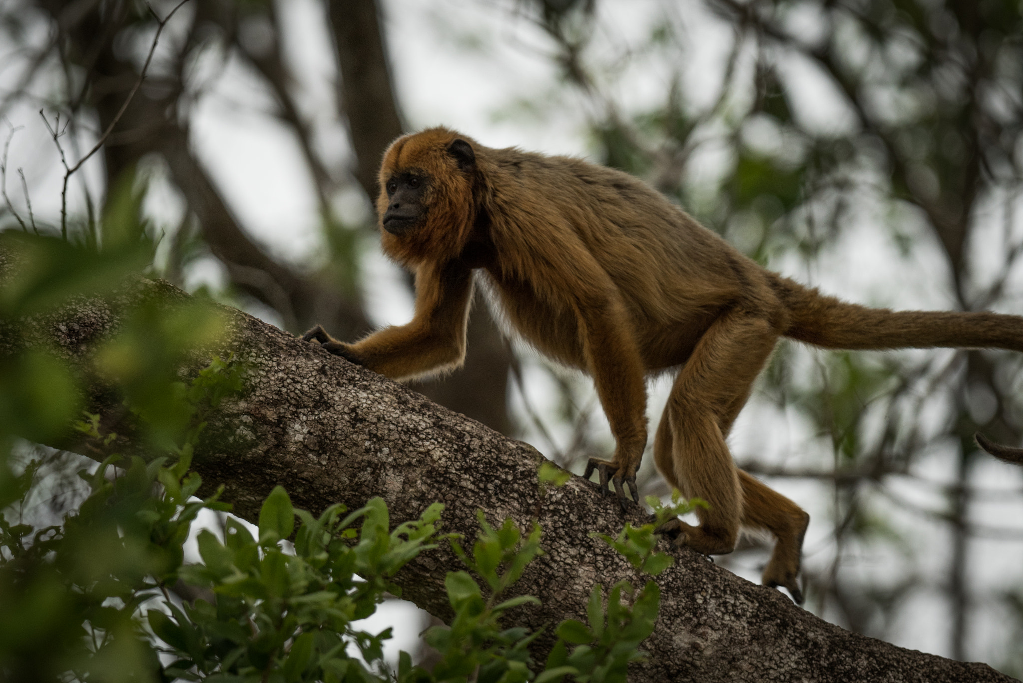 Nikon AF-S Nikkor 800mm F5.6E FL ED VR sample photo. Black howler monkey walking up tree branch photography
