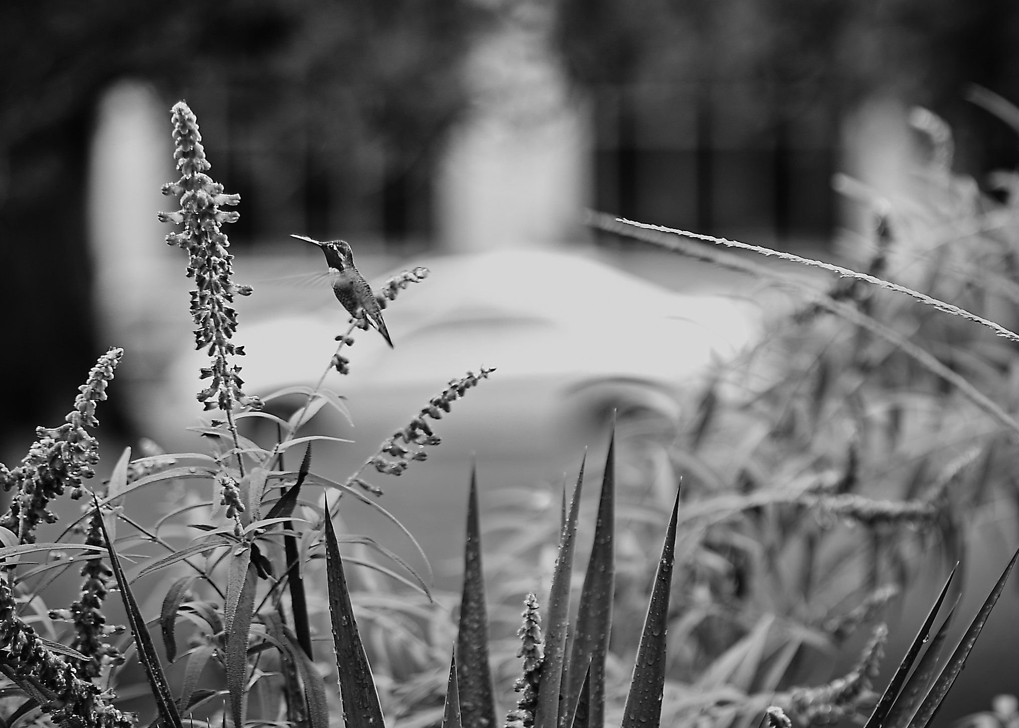 ZEISS Batis 85mm F1.8 sample photo. Capitol park hummingbird photography