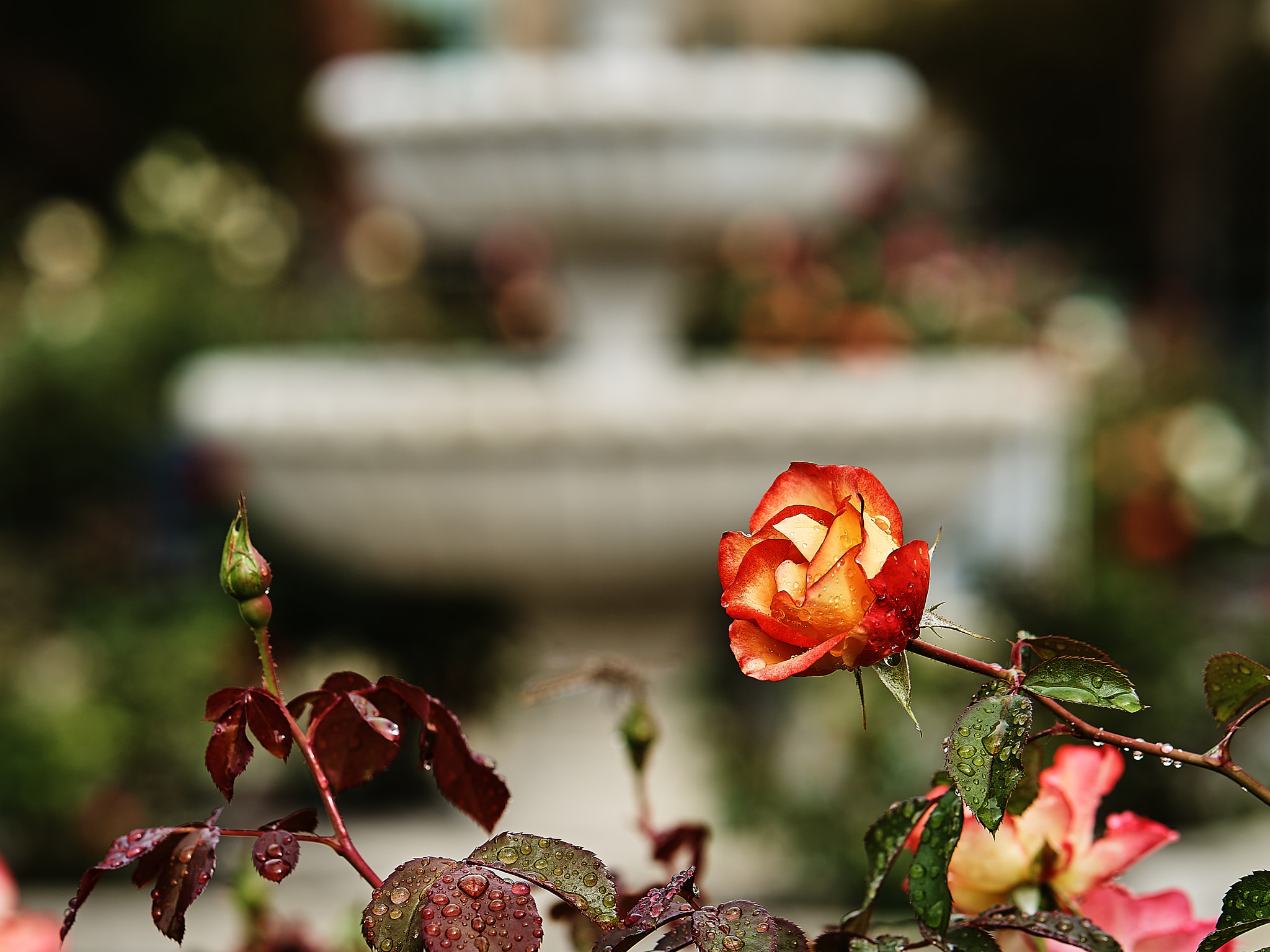 ZEISS Batis 85mm F1.8 sample photo. Capitol rose fountain photography