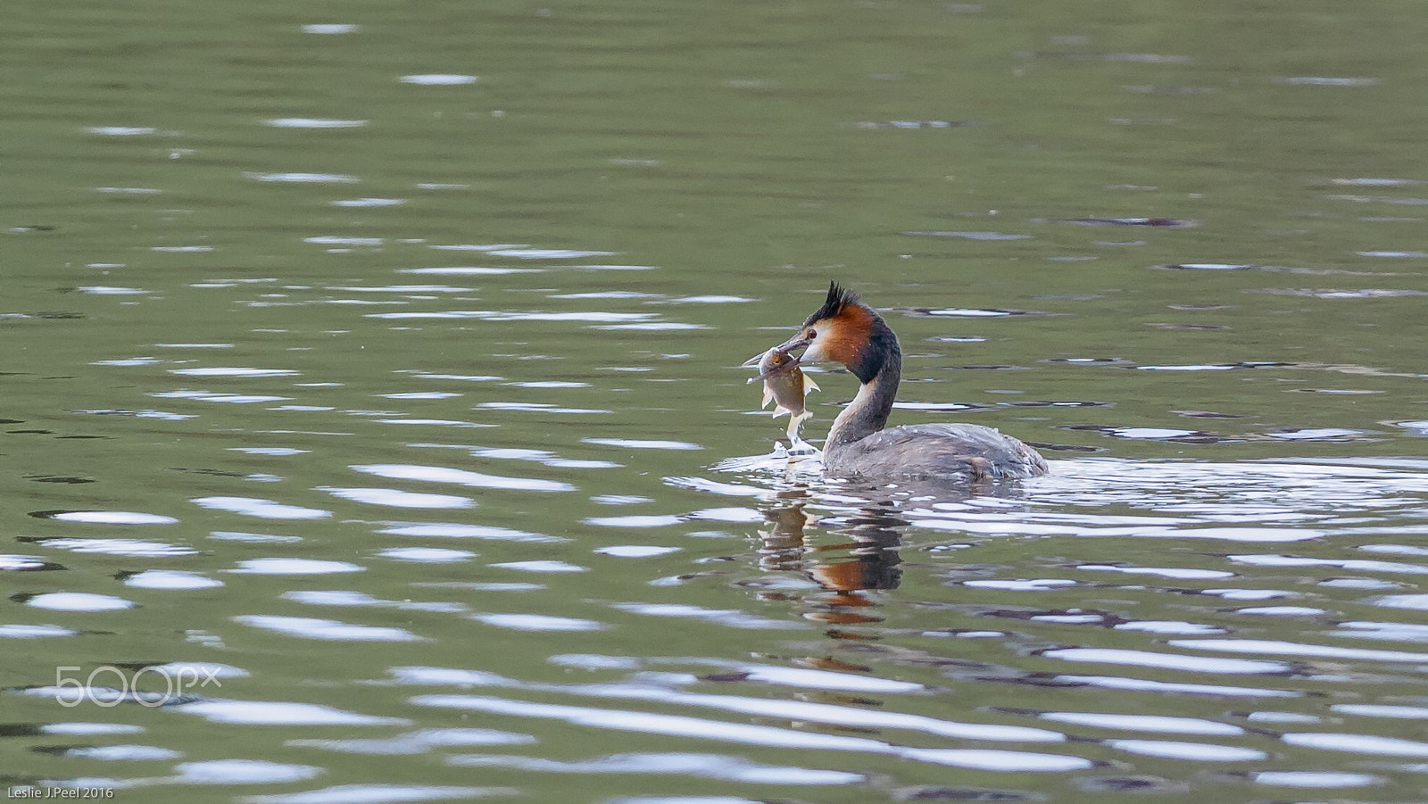 AF-S Nikkor 300mm f/2.8D IF-ED II sample photo. Great crested grebe on crime lake, failsworth photography