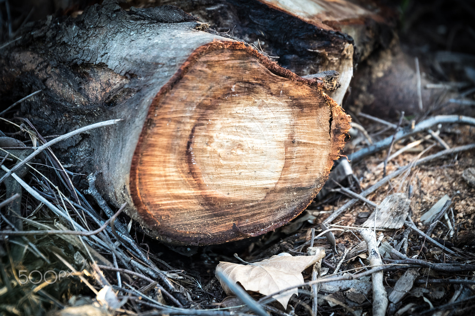Nikon D5300 + Nikon AF-S Nikkor 70-200mm F2.8G ED VR II sample photo. Tree cross trunk showing growth rings photography