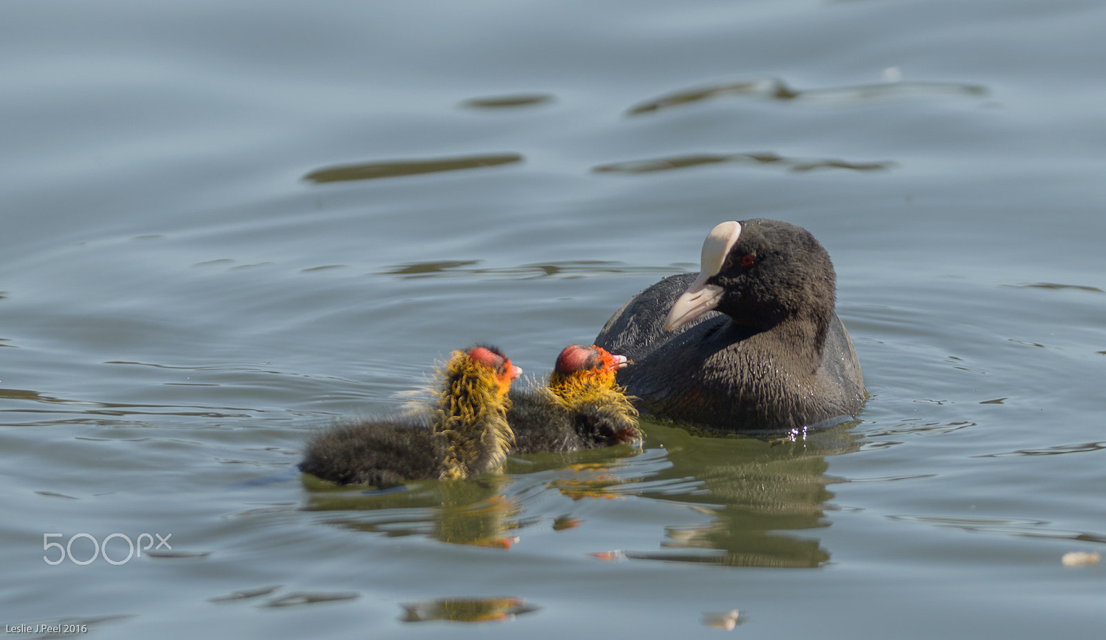 Nikon D800E + AF-S Nikkor 300mm f/2.8D IF-ED II sample photo. Cute as a coot photography