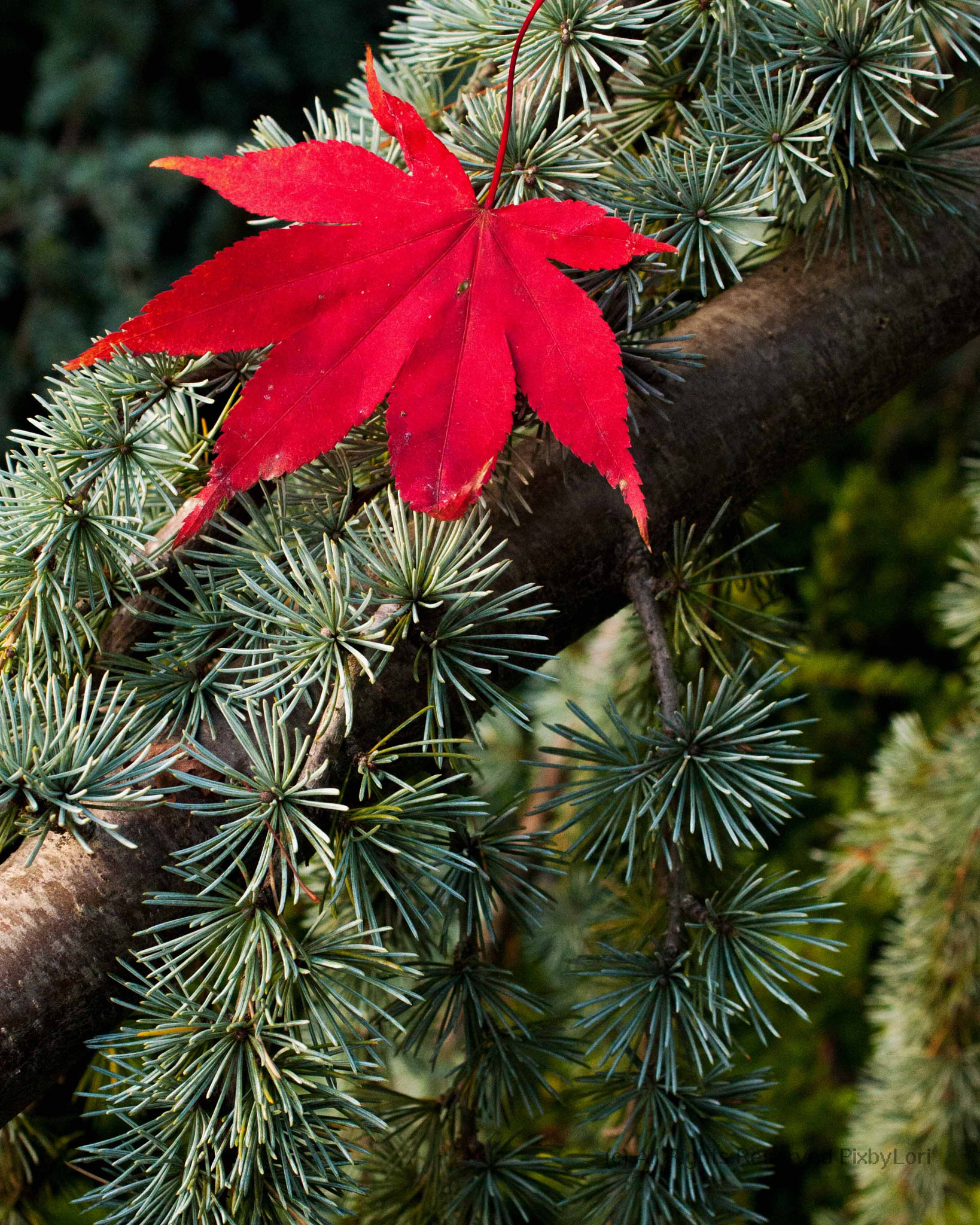 Nikon AF-S DX Micro Nikkor 40mm F2.8 sample photo. Barely hanging on photography