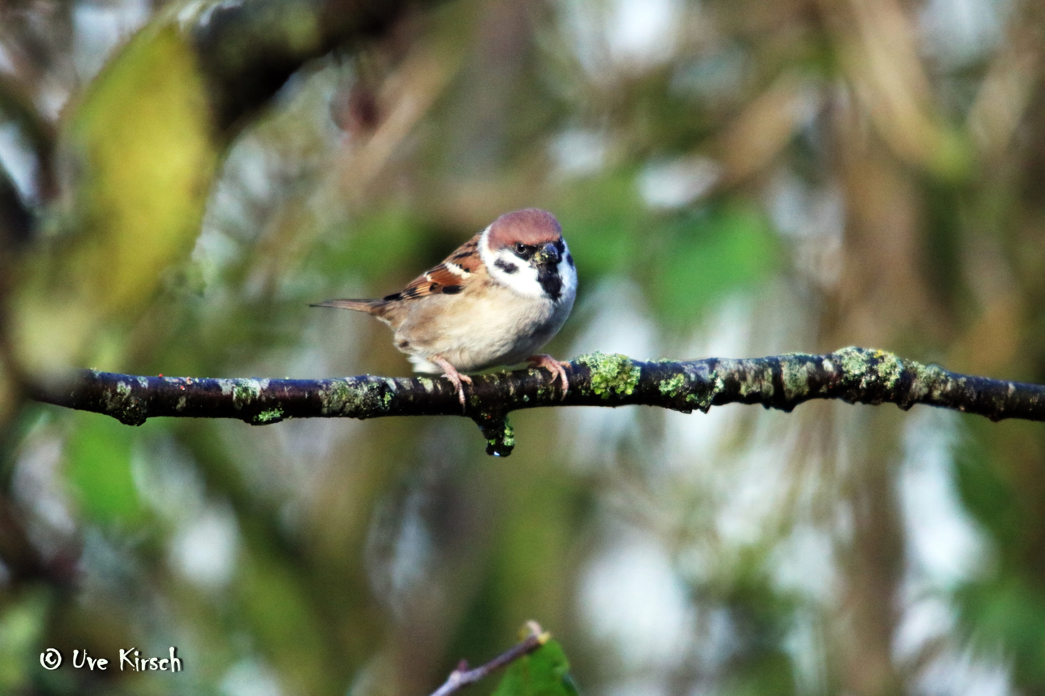 Sigma 150-500mm F5-6.3 DG OS HSM sample photo. Tree sparrow photography