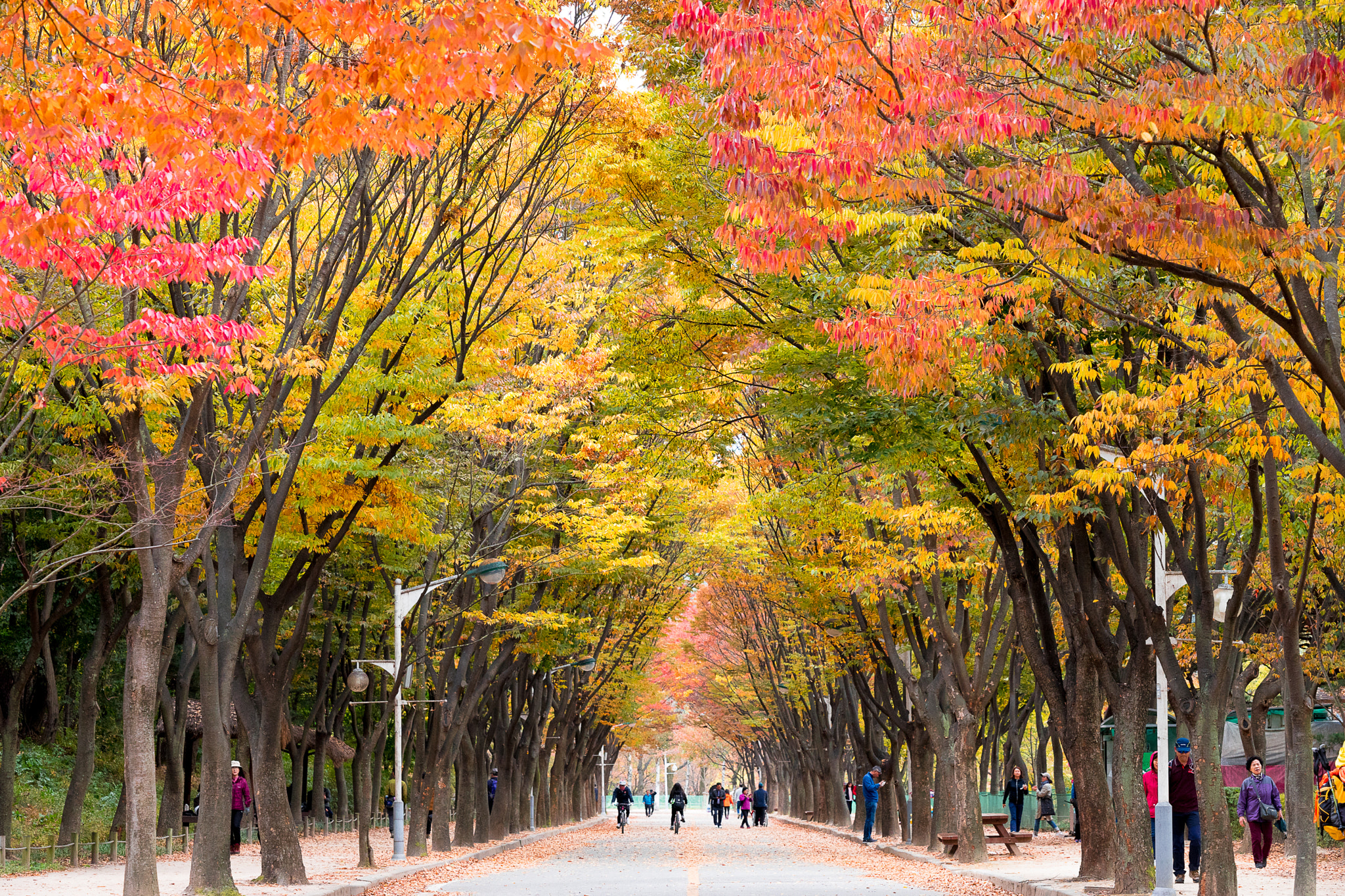 Minolta/Sony AF 70-200mm F2.8 G sample photo. Tunnel with autum leaves photography