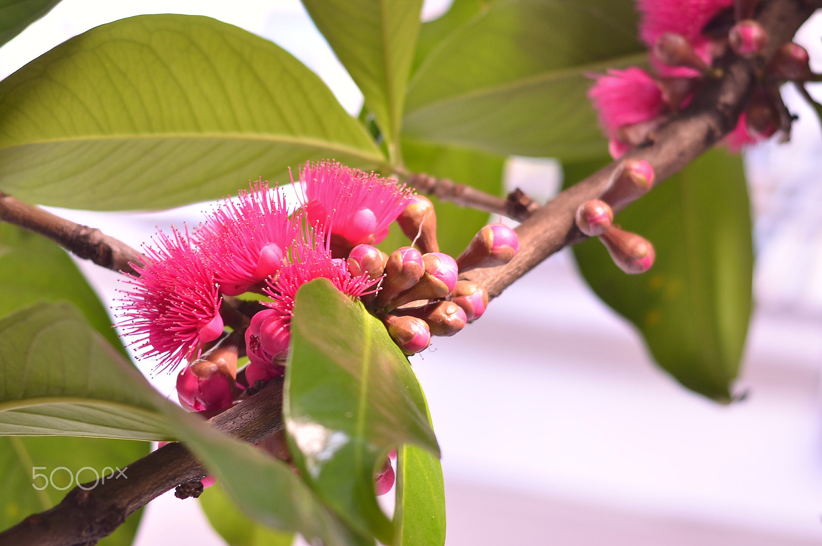 Nikon D7000 + AF Nikkor 50mm f/1.8 sample photo. Hoa photography