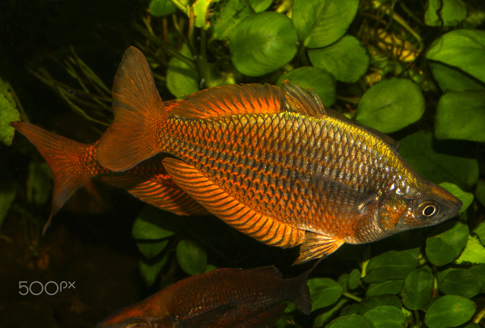 Canon EOS 400D (EOS Digital Rebel XTi / EOS Kiss Digital X) + Sigma 50mm f/2.8 EX sample photo. Melanotaenia - australian rainbow fish photography