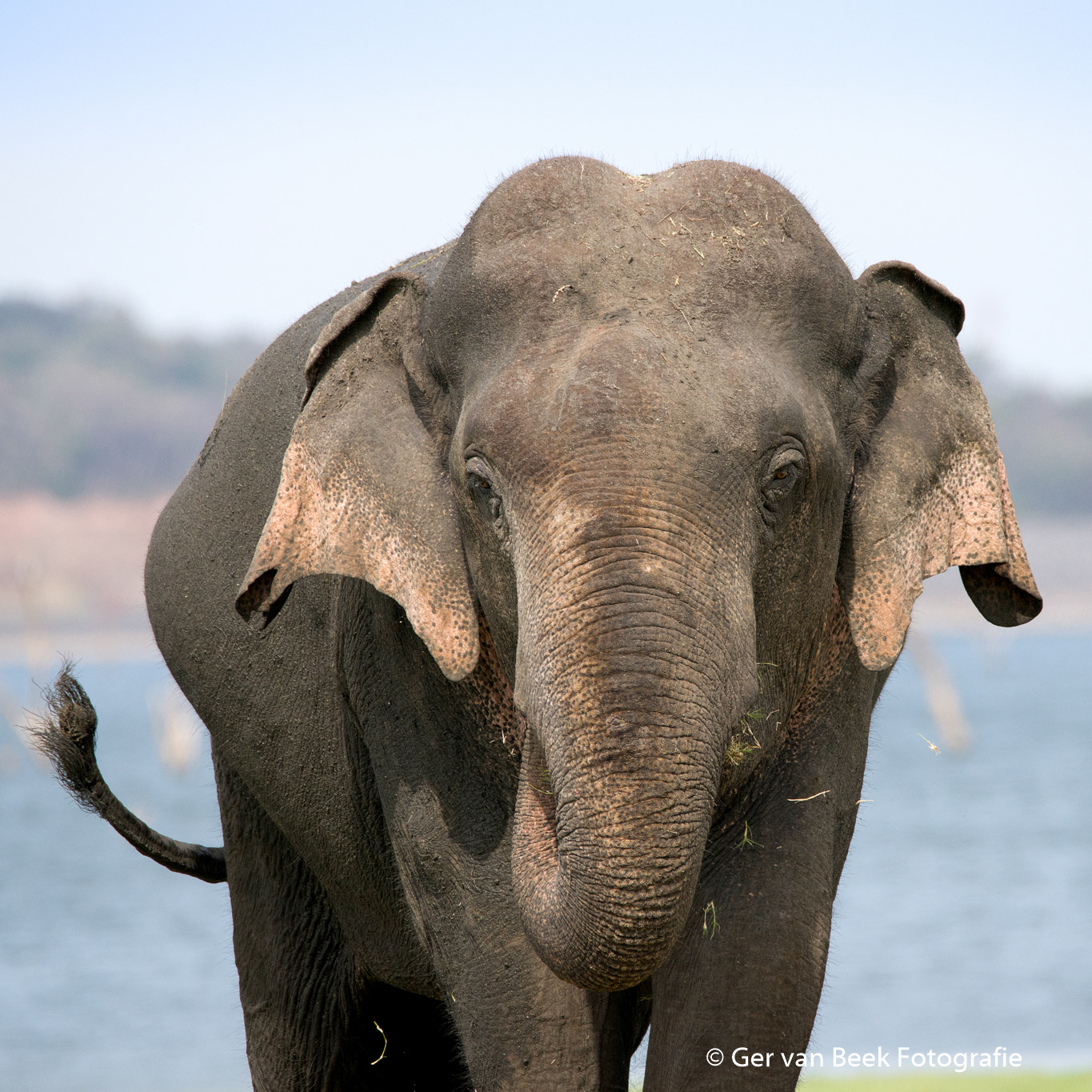 Sigma 150-600mm F5-6.3 DG OS HSM | C sample photo. Ceylon elephant photography