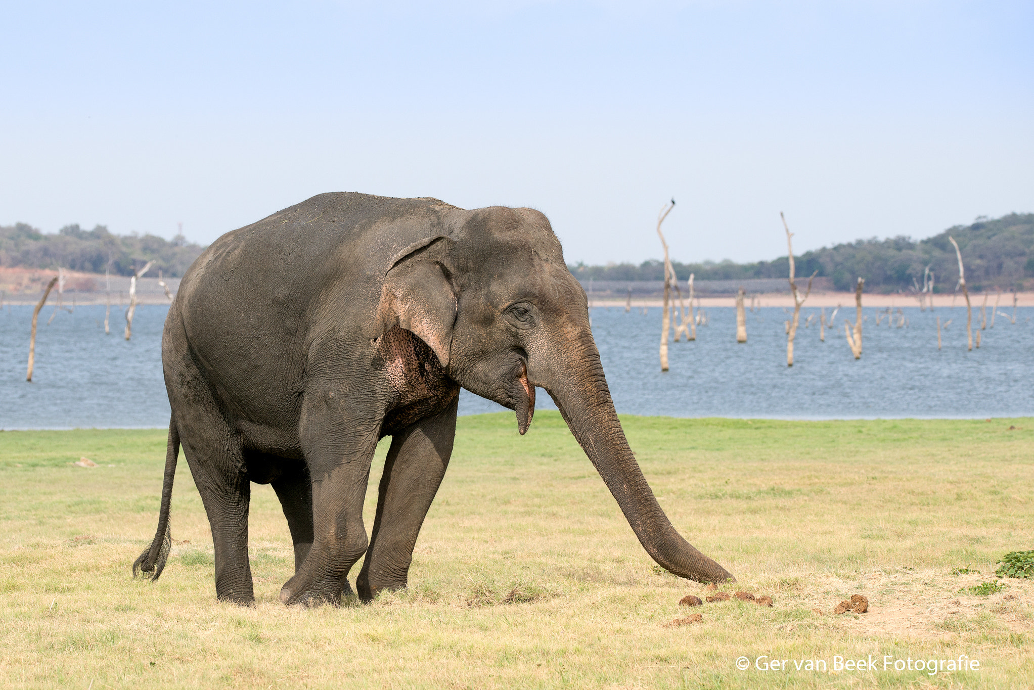 Sigma 150-600mm F5-6.3 DG OS HSM | C sample photo. Ceylon elephant photography