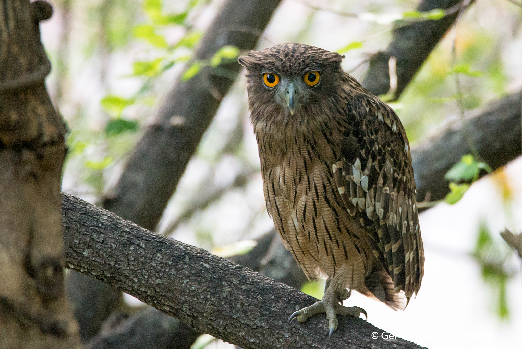 Sigma 150-600mm F5-6.3 DG OS HSM | C sample photo. Browne fishowl photography