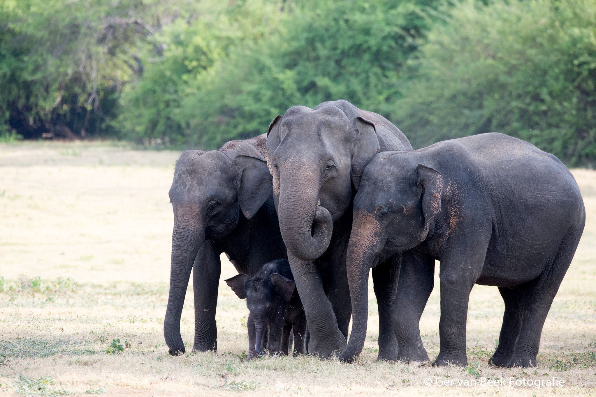 Sigma 150-600mm F5-6.3 DG OS HSM | C sample photo. Ceylon elephant photography