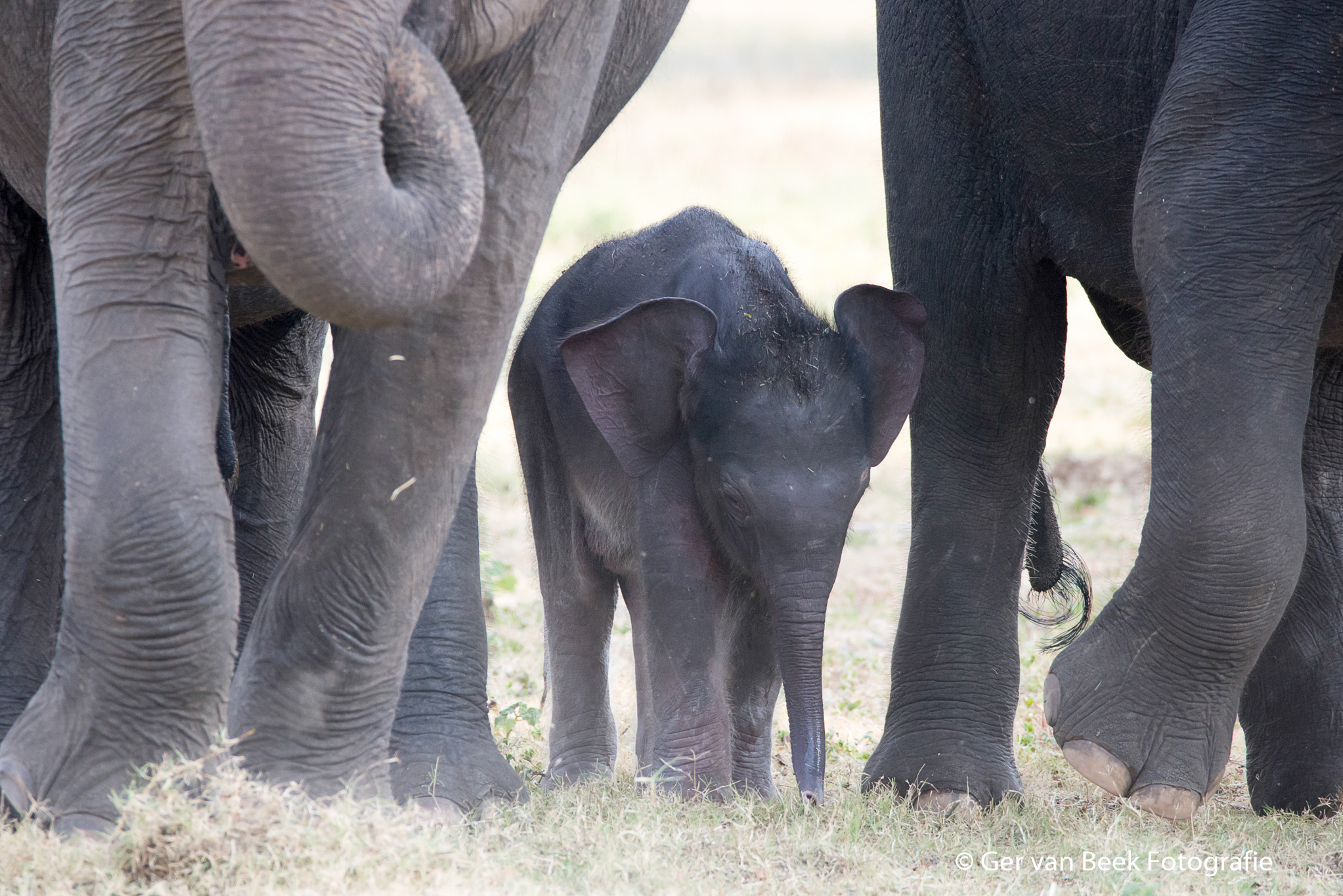 Sigma 150-600mm F5-6.3 DG OS HSM | C sample photo. Ceylon elephant photography