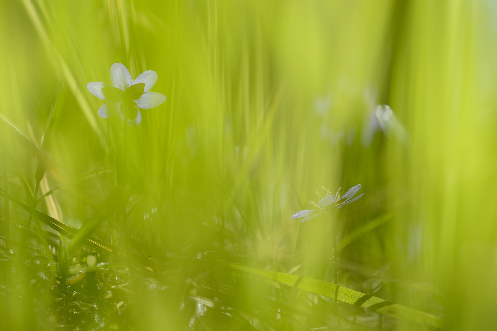 Nikon Df sample photo. Spring memorial photography