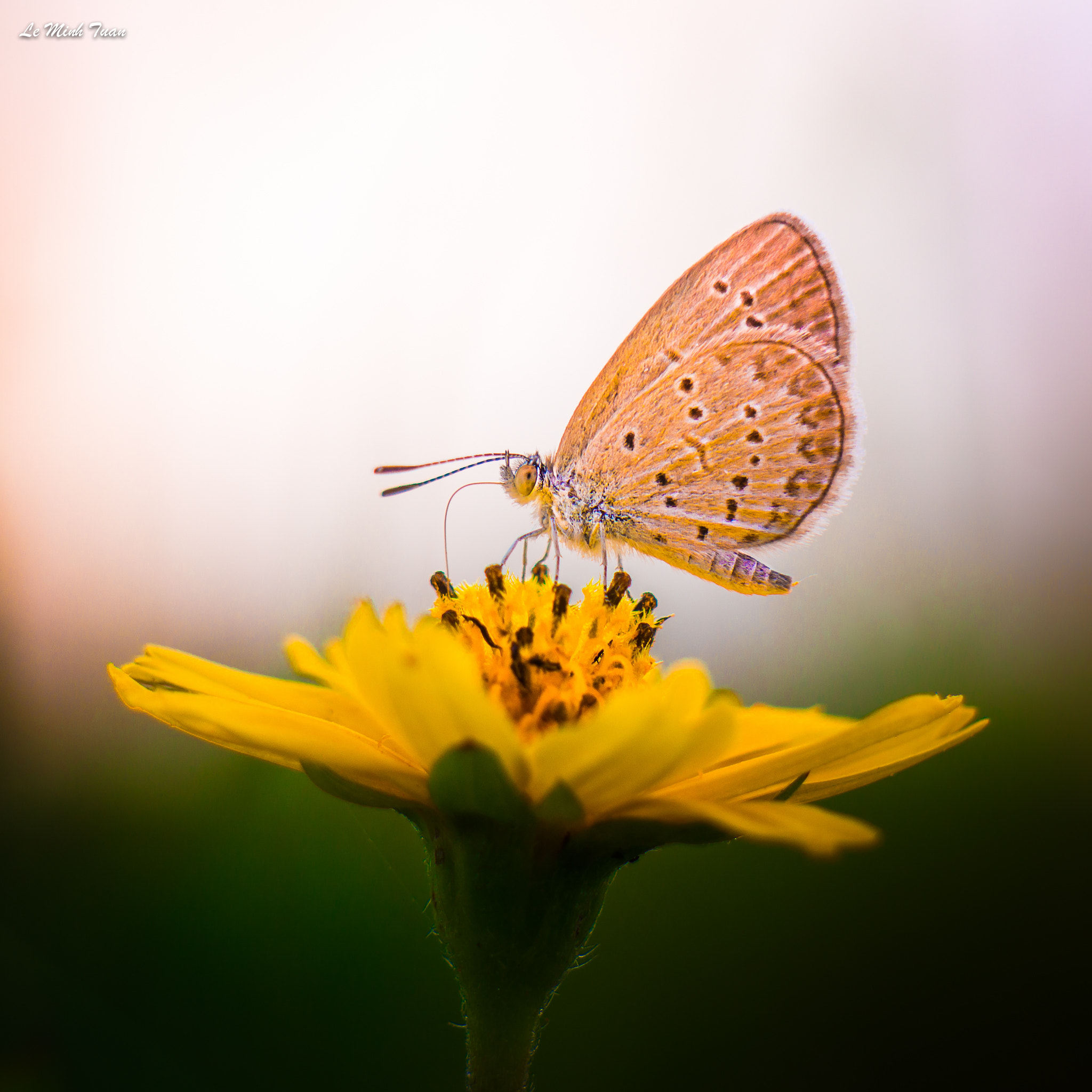 Sony Alpha NEX-7 + Sony E 55-210mm F4.5-6.3 OSS sample photo. Enjoy the flower photography