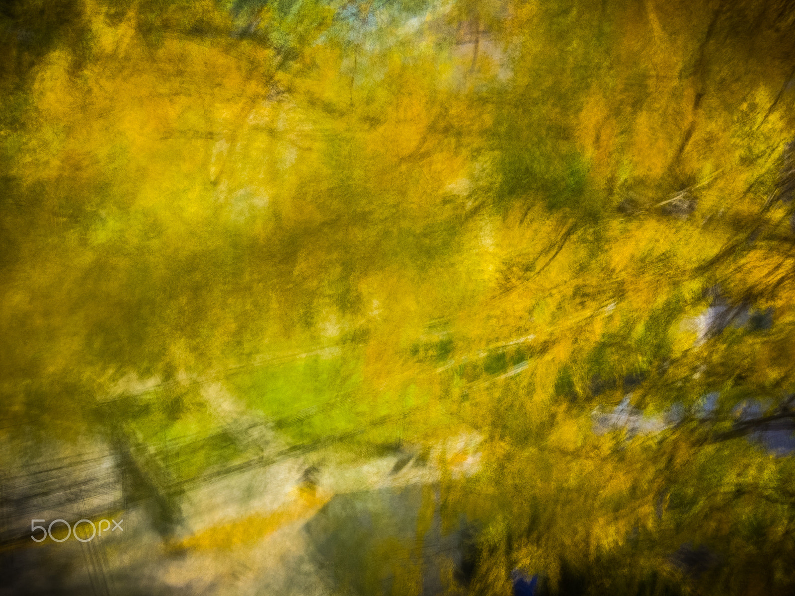 Apple iPhone sample photo. Autumn tree photography