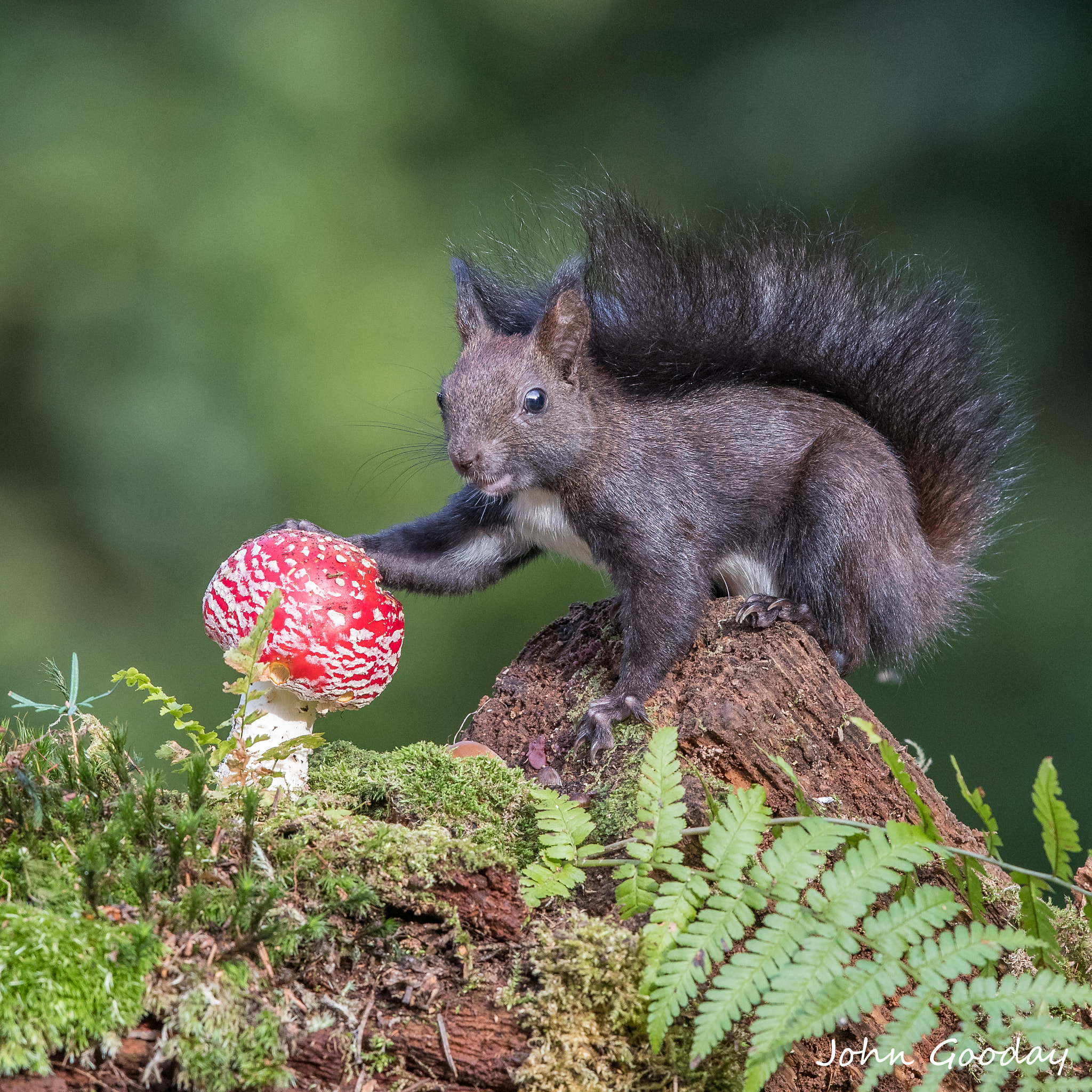 Canon EF 500mm F4L IS II USM sample photo. Can i eat it? photography